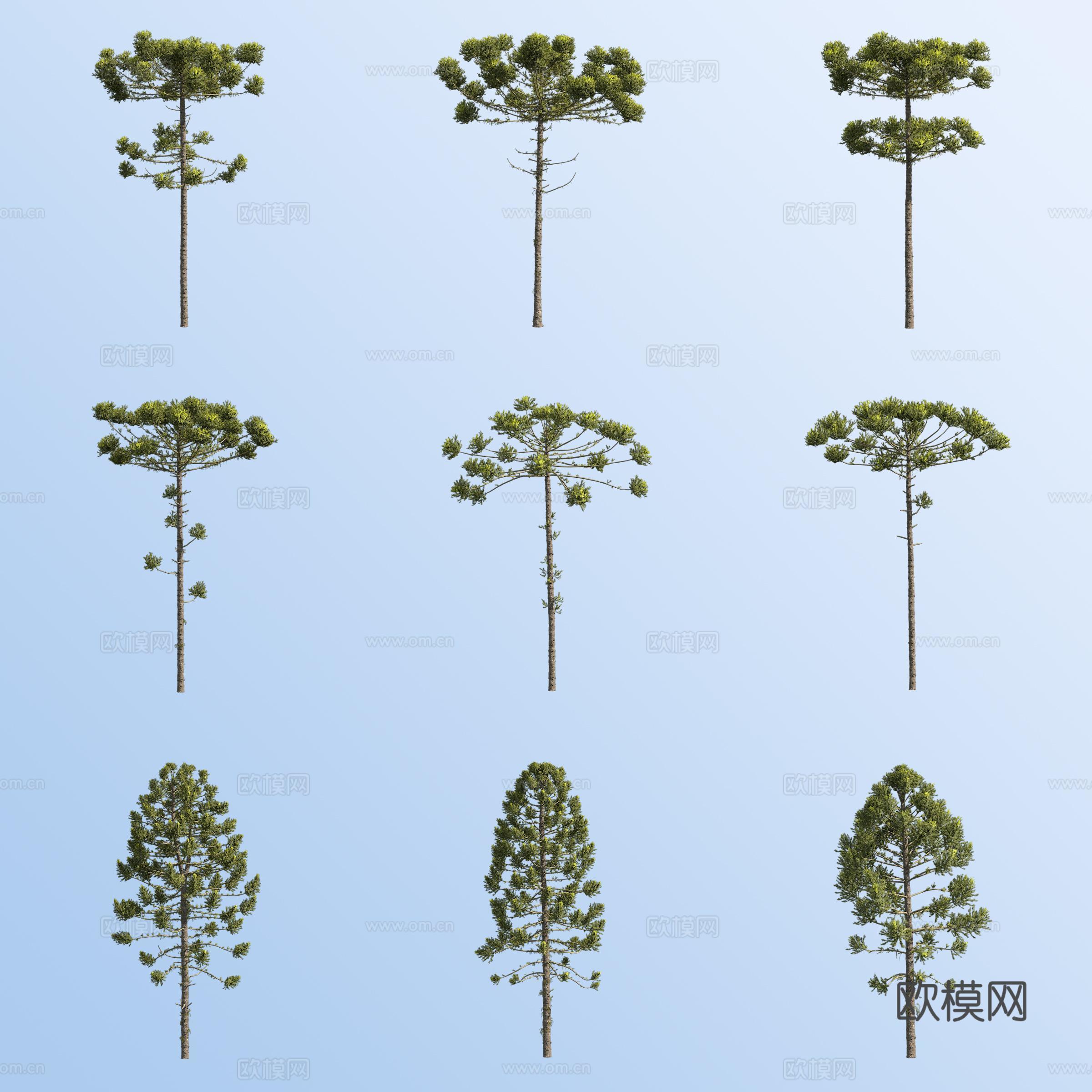 狭叶南洋杉树3d模型