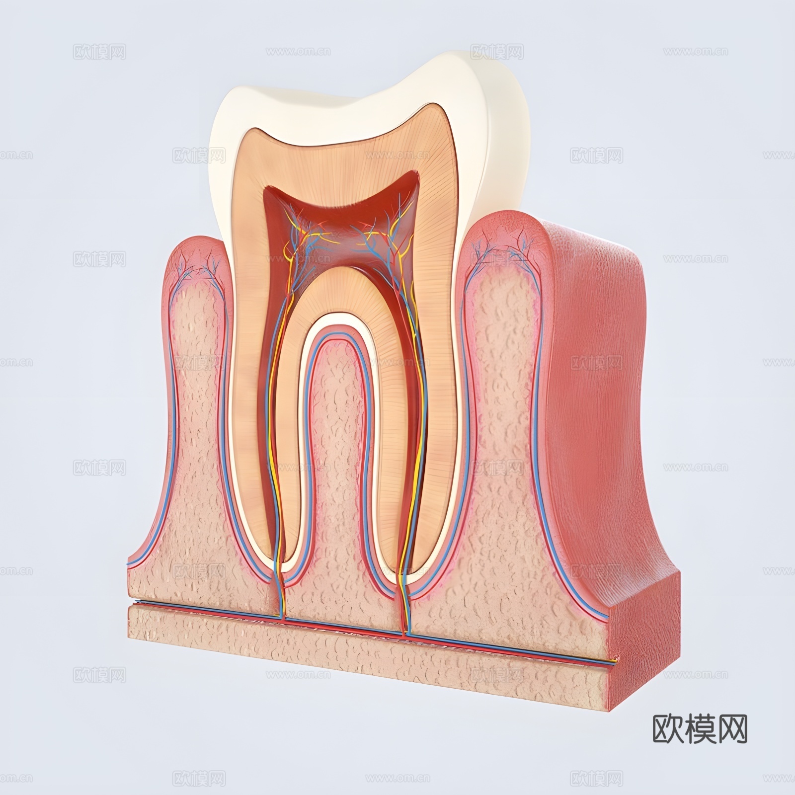 牙齿解剖学 牙胶3d模型