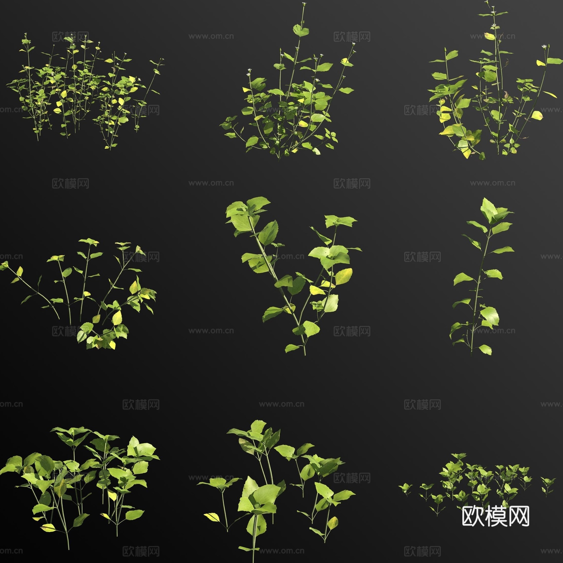 繁缕草 花草3d模型