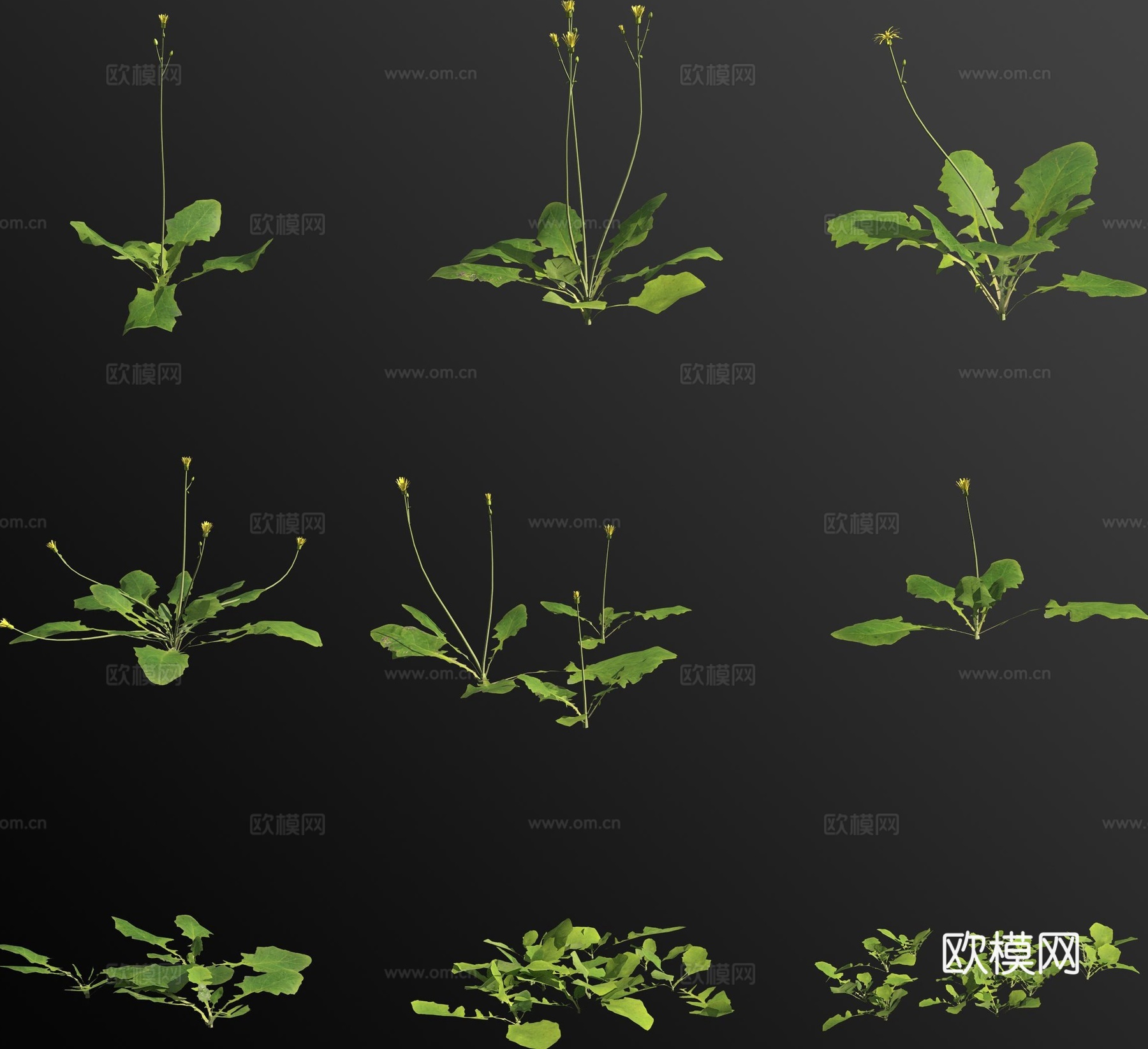 稻槎菜 花草3d模型