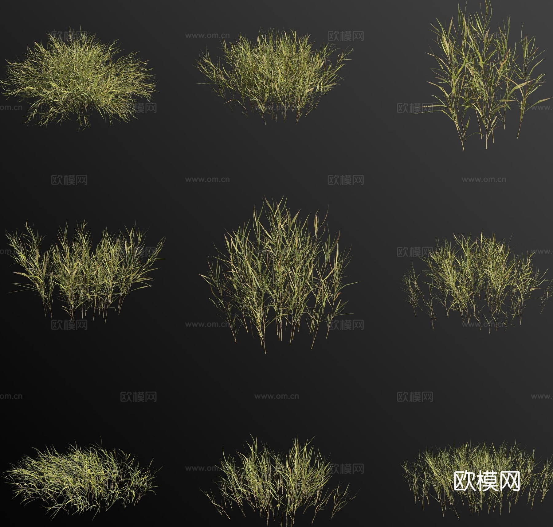 金丝草 花草3d模型