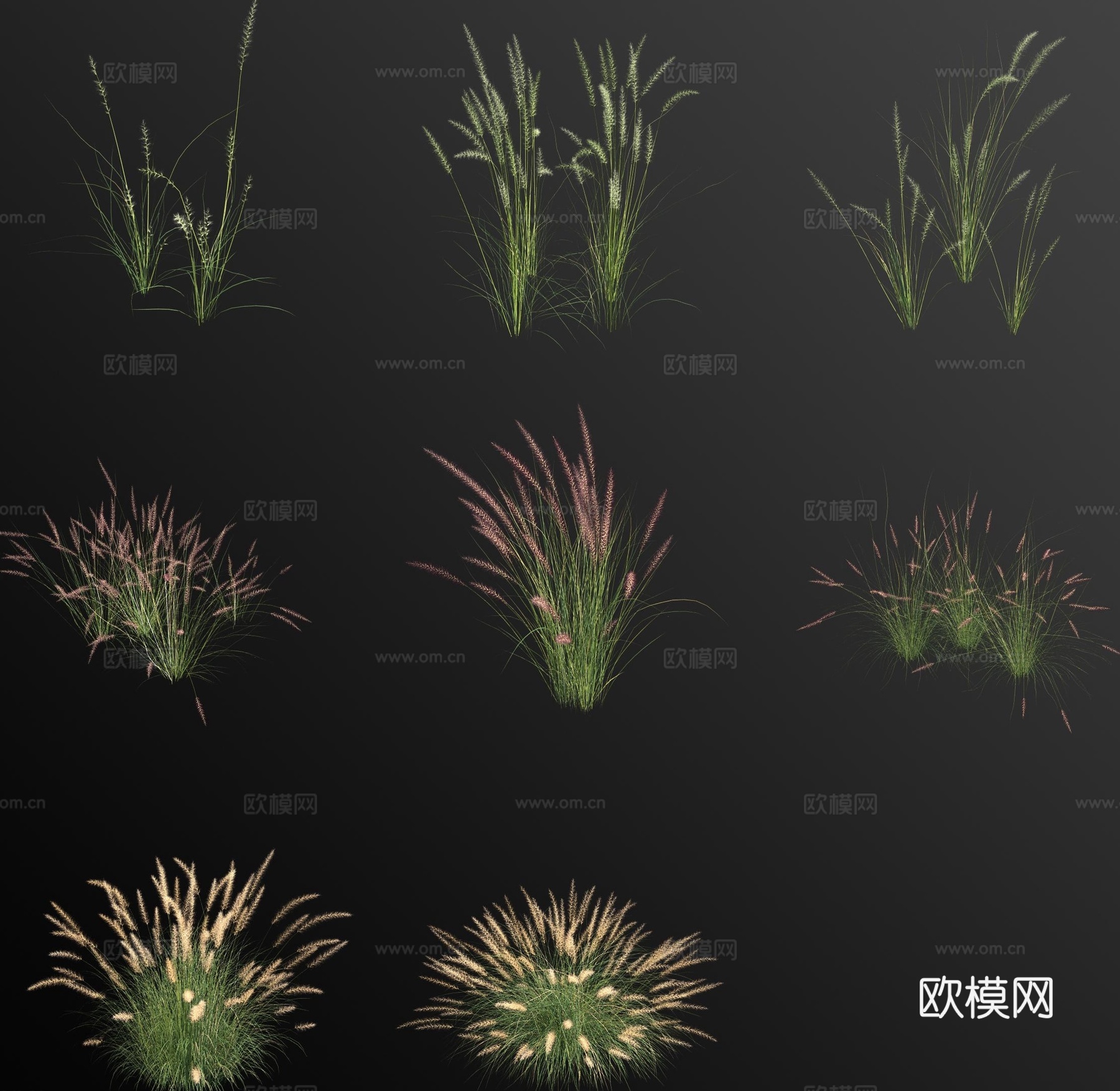 羽绒狼尾草 野草 杂草 花草3d模型