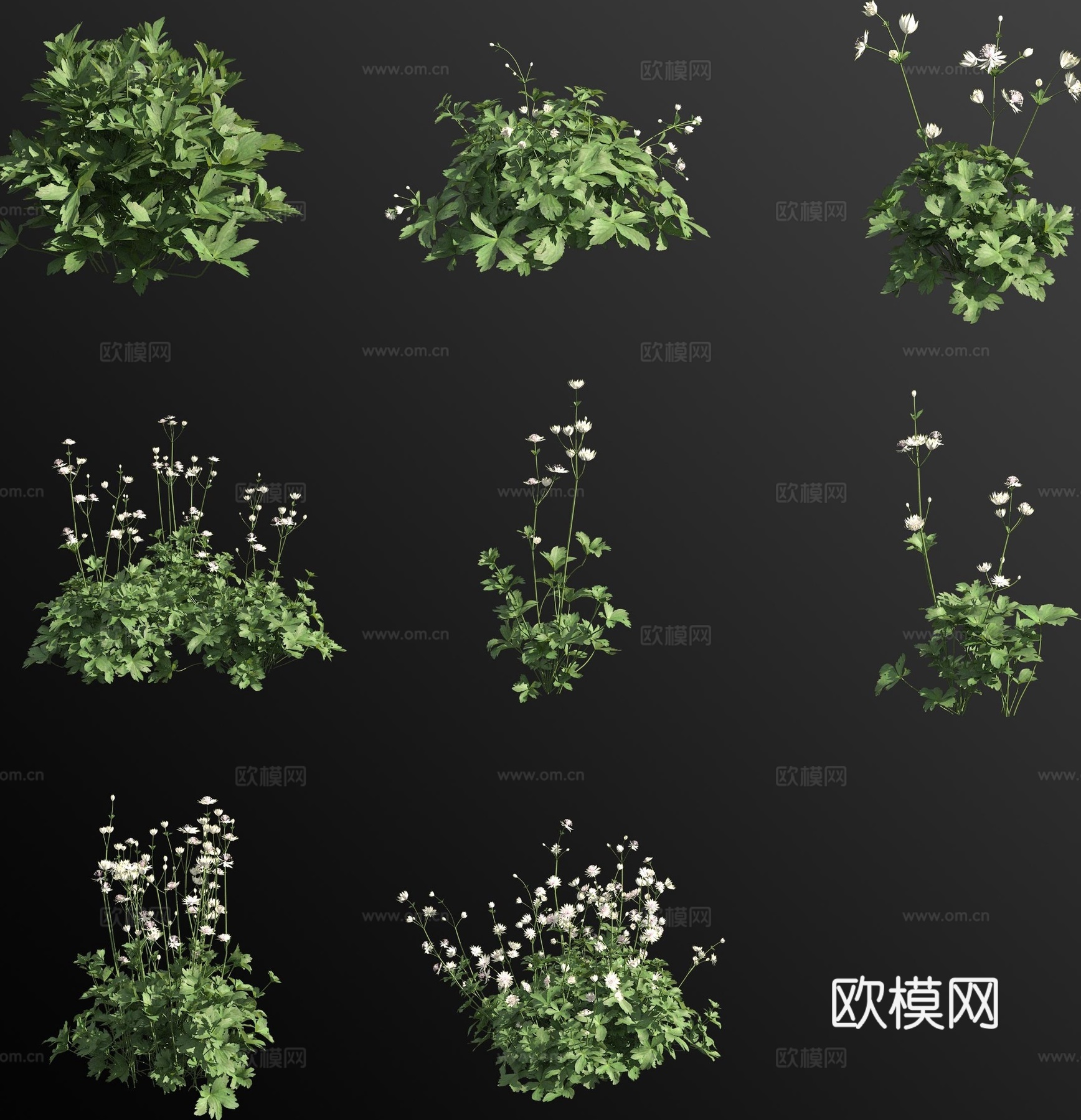 大星芹花草3d模型