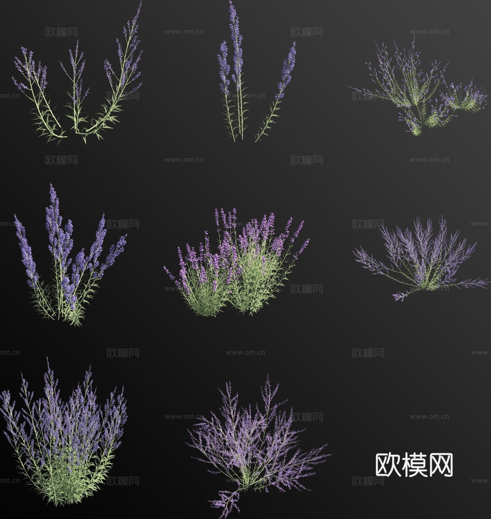 滨藜叶分药花 俄罗斯鼠尾草3d模型