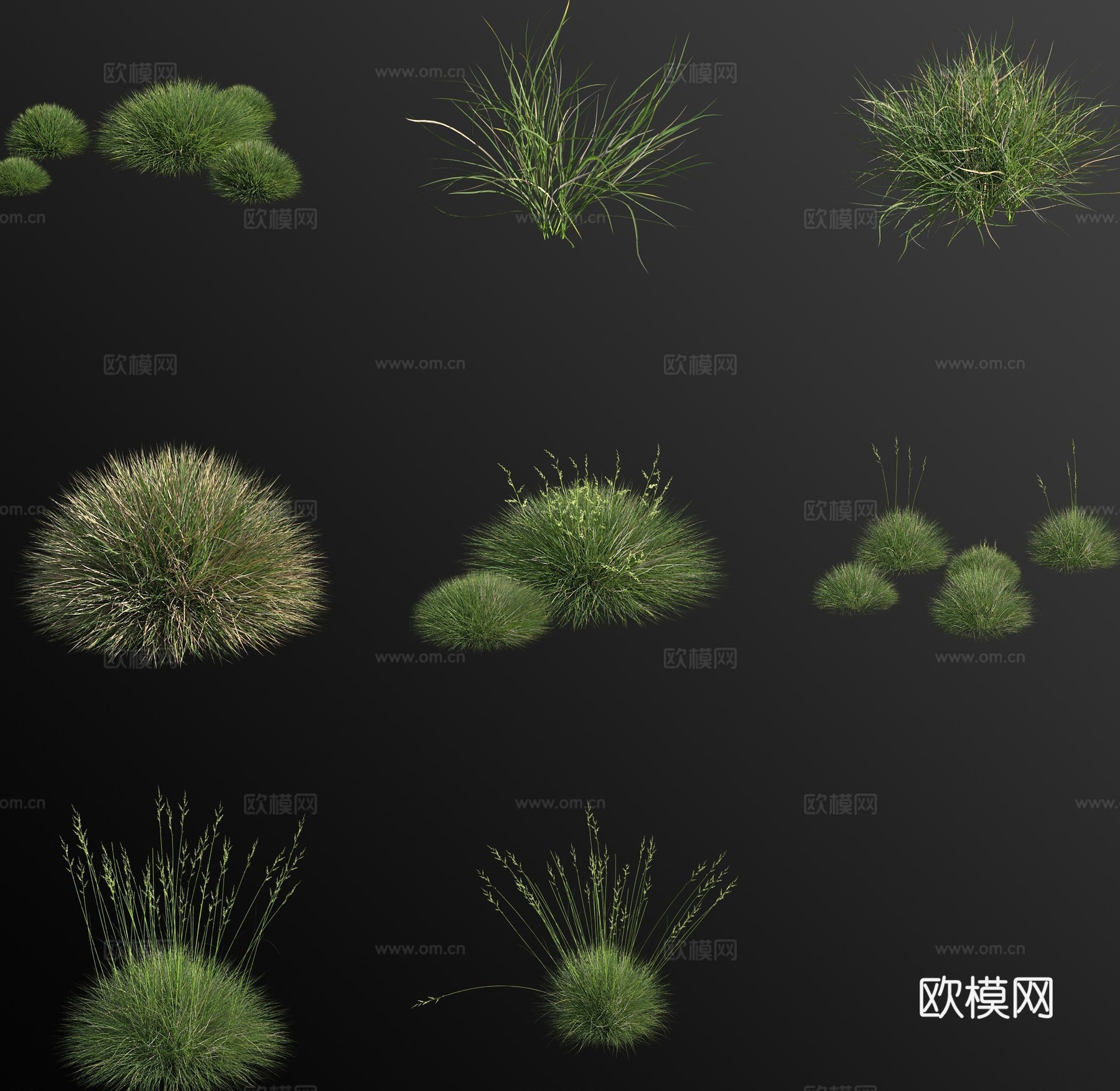 欧洲风铃草花草3d模型