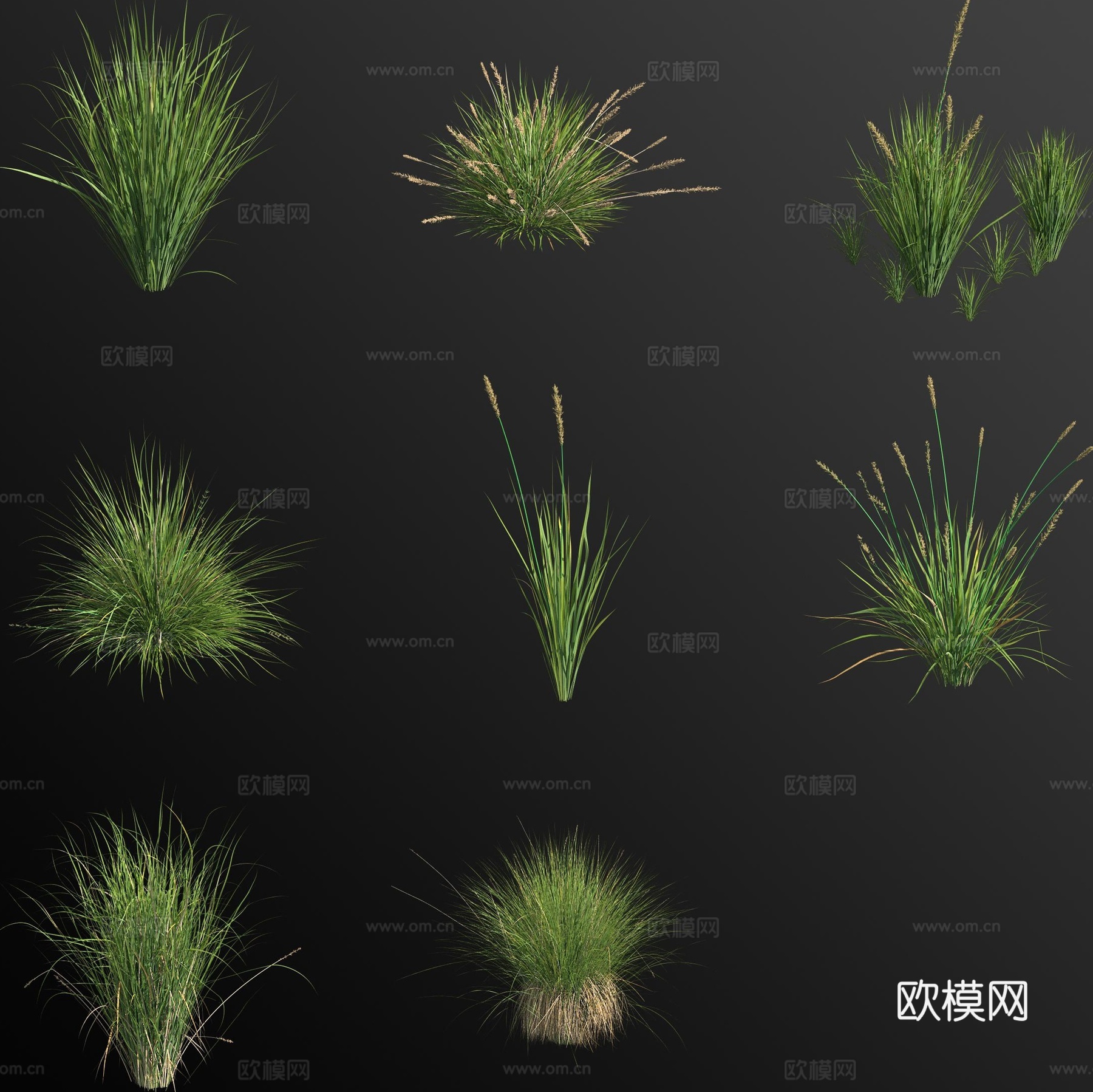 紧穗薹草 花草3d模型