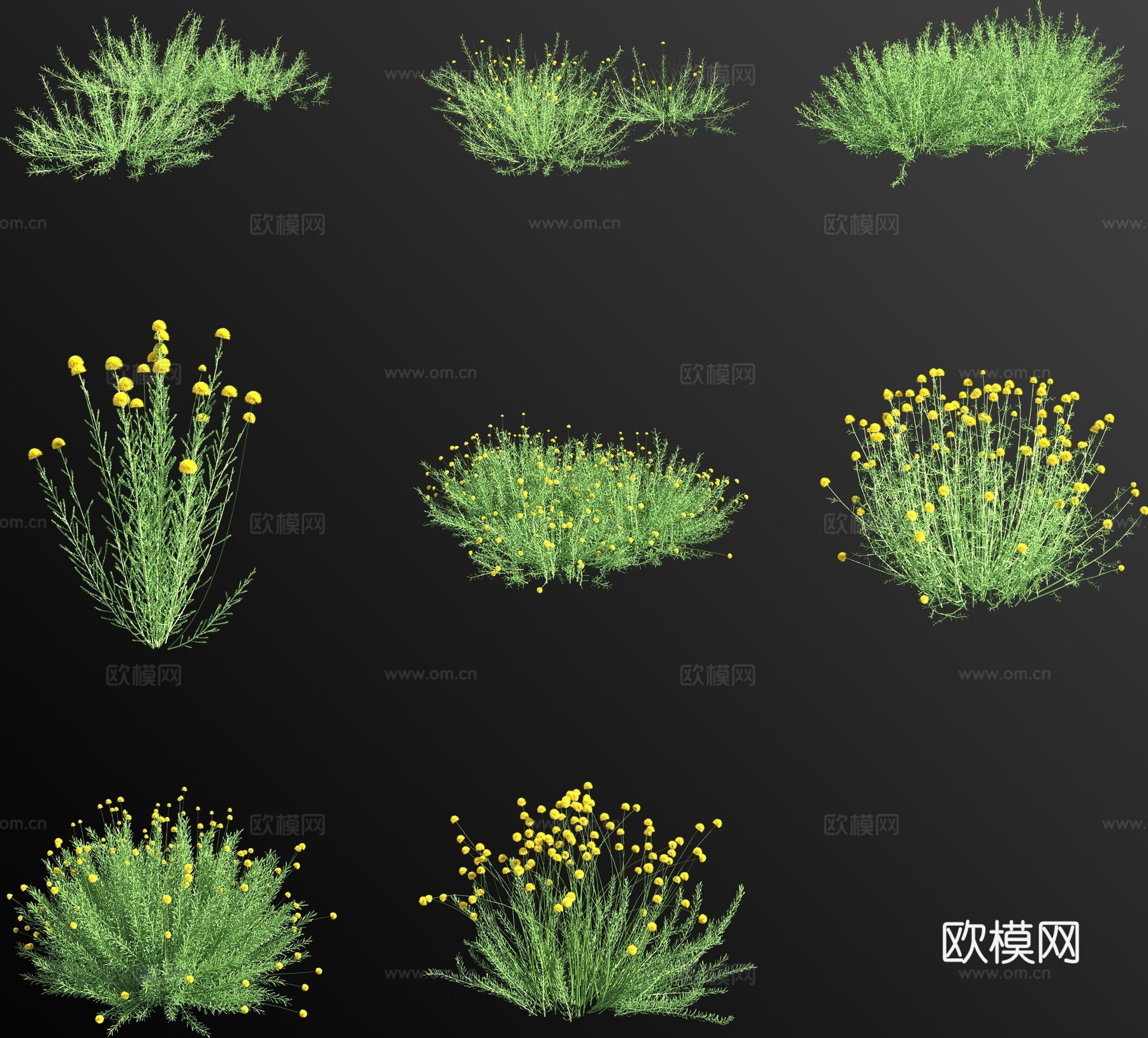 迷迭香叶银香菊花草3d模型