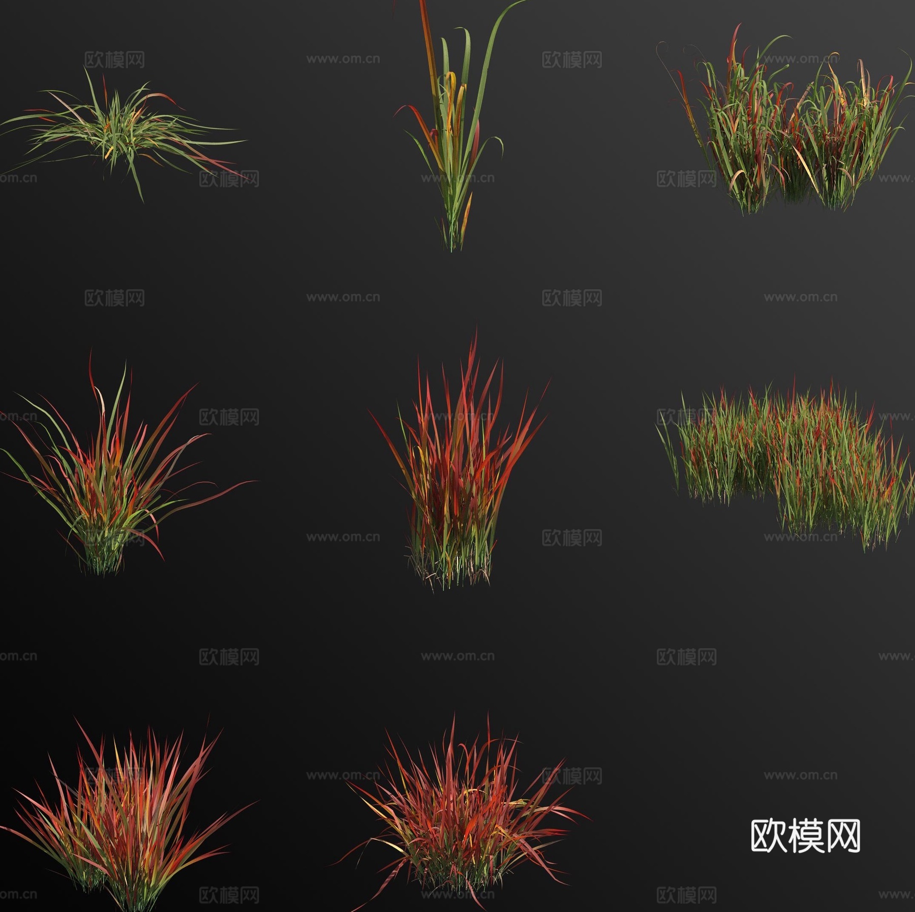 日本血草血茅草 野草 杂草 花草3d模型