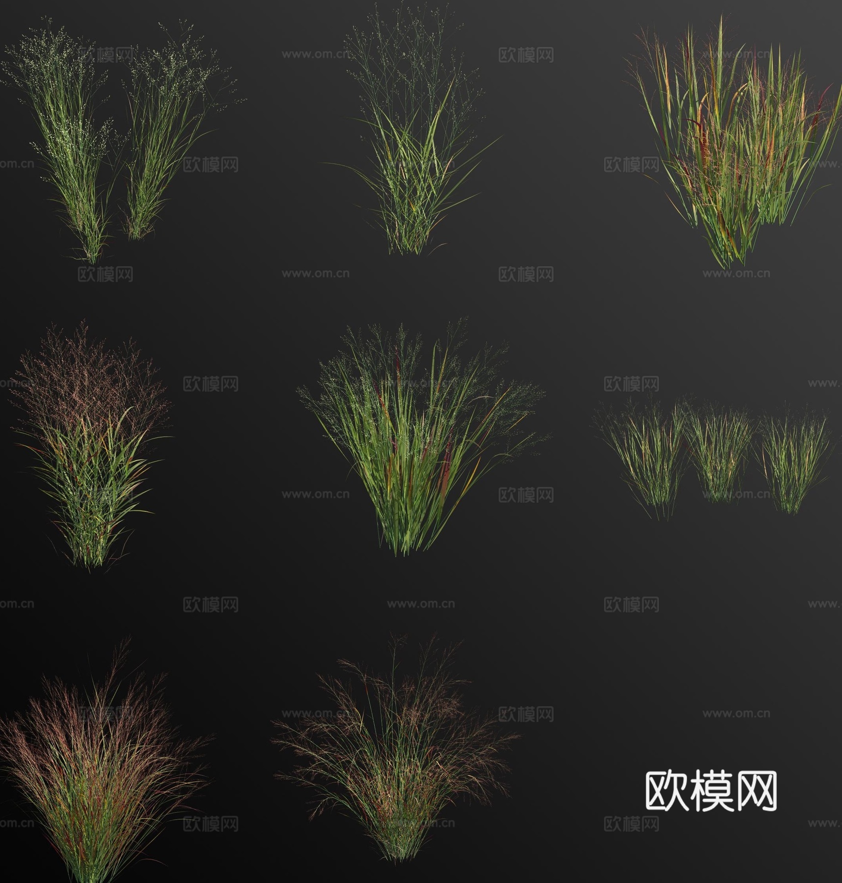 柳枝稷草 花草3d模型