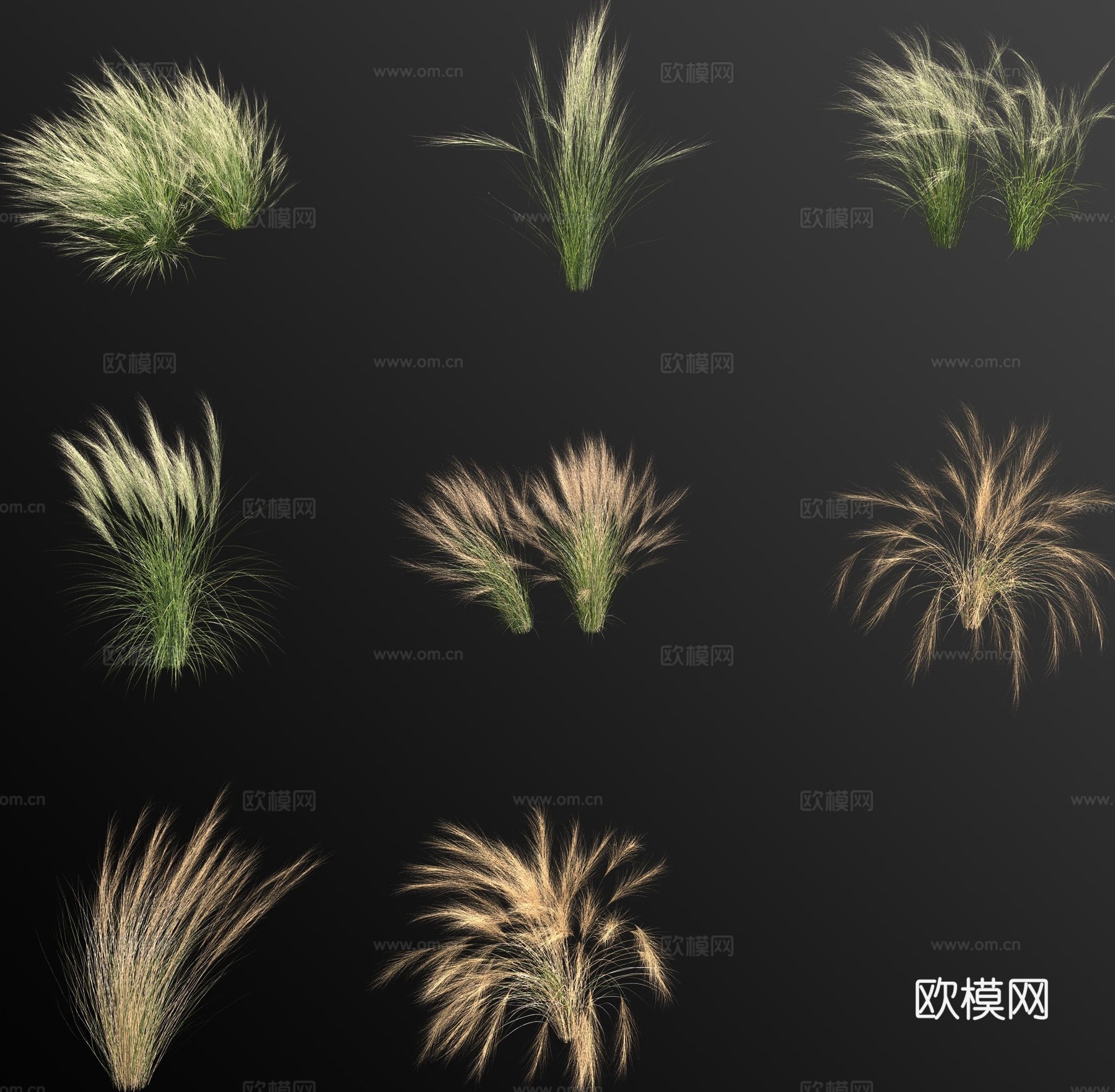 细叶针茅墨西哥羽毛草 野草 杂草 花草3d模型