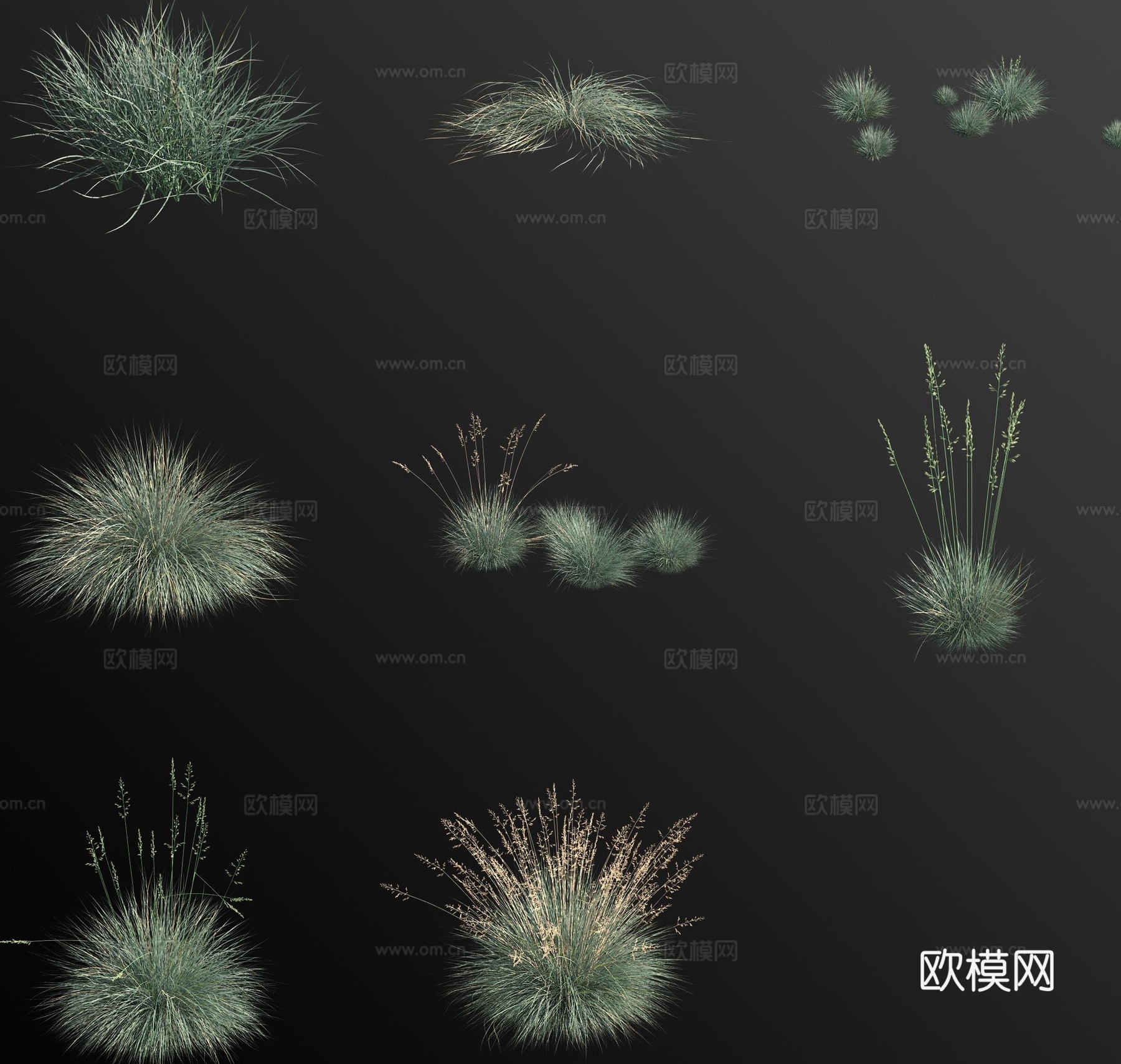 蓝羊茅草 花草3d模型