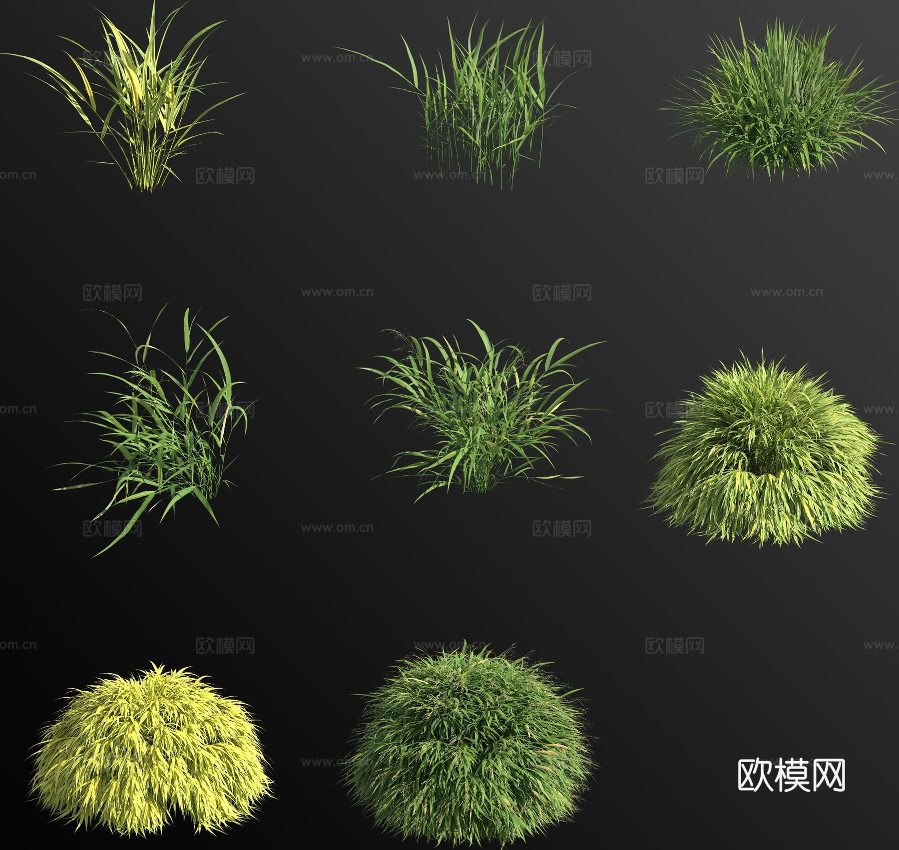 金叶箱根草 花草3d模型