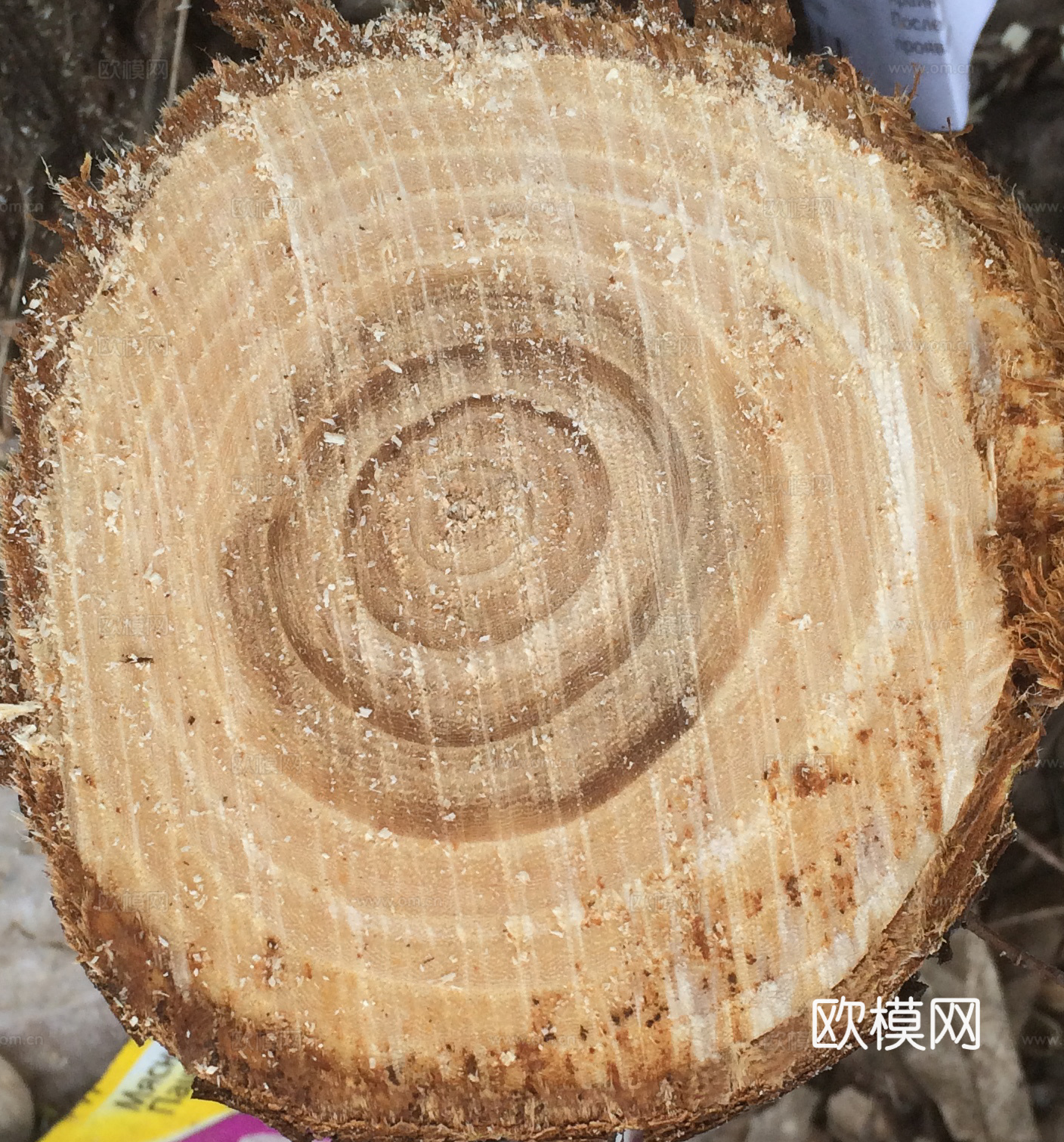 年轮木材下载