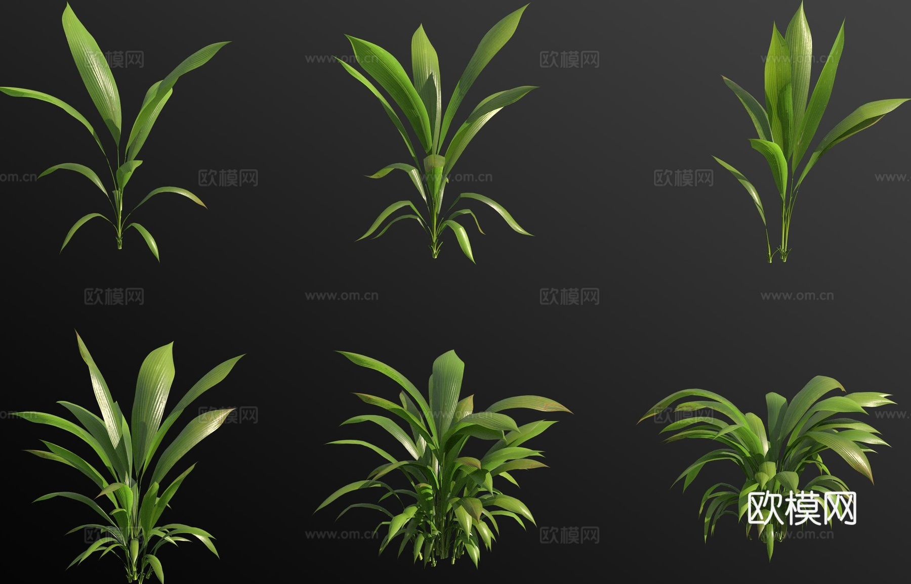 大叶仙茅 花草 绿植3d模型