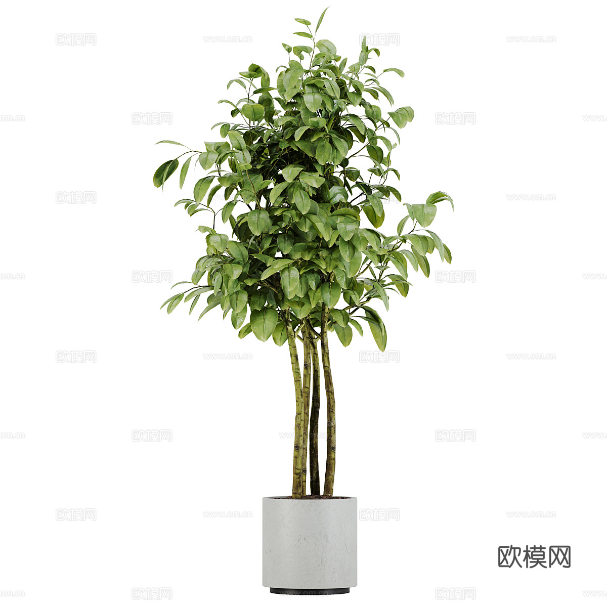 植物盆栽 花盆3d模型