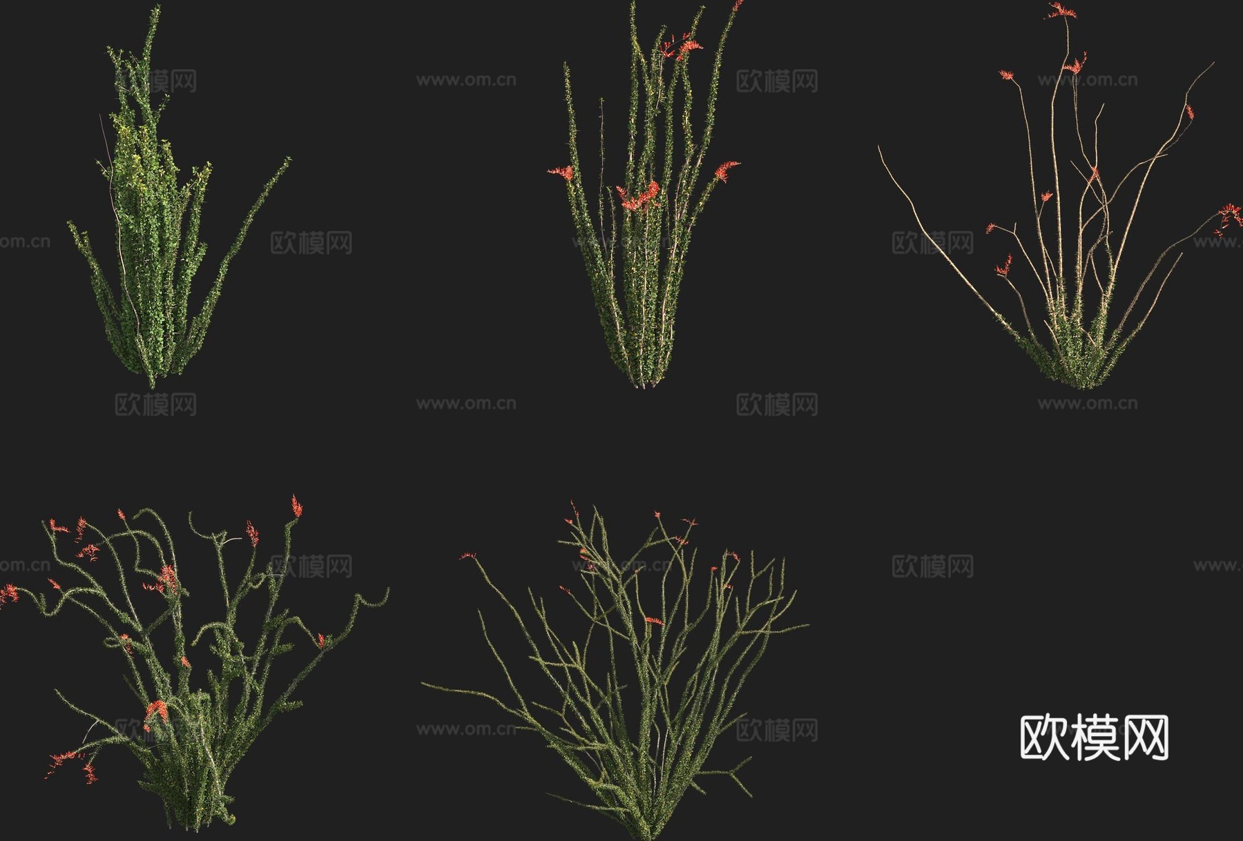 福桂树 富桂树 花草 植物3d模型