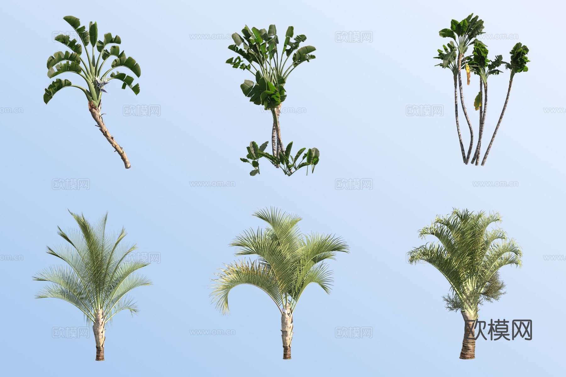 尼古拉鹤望兰 三角椰子树 热带树3d模型