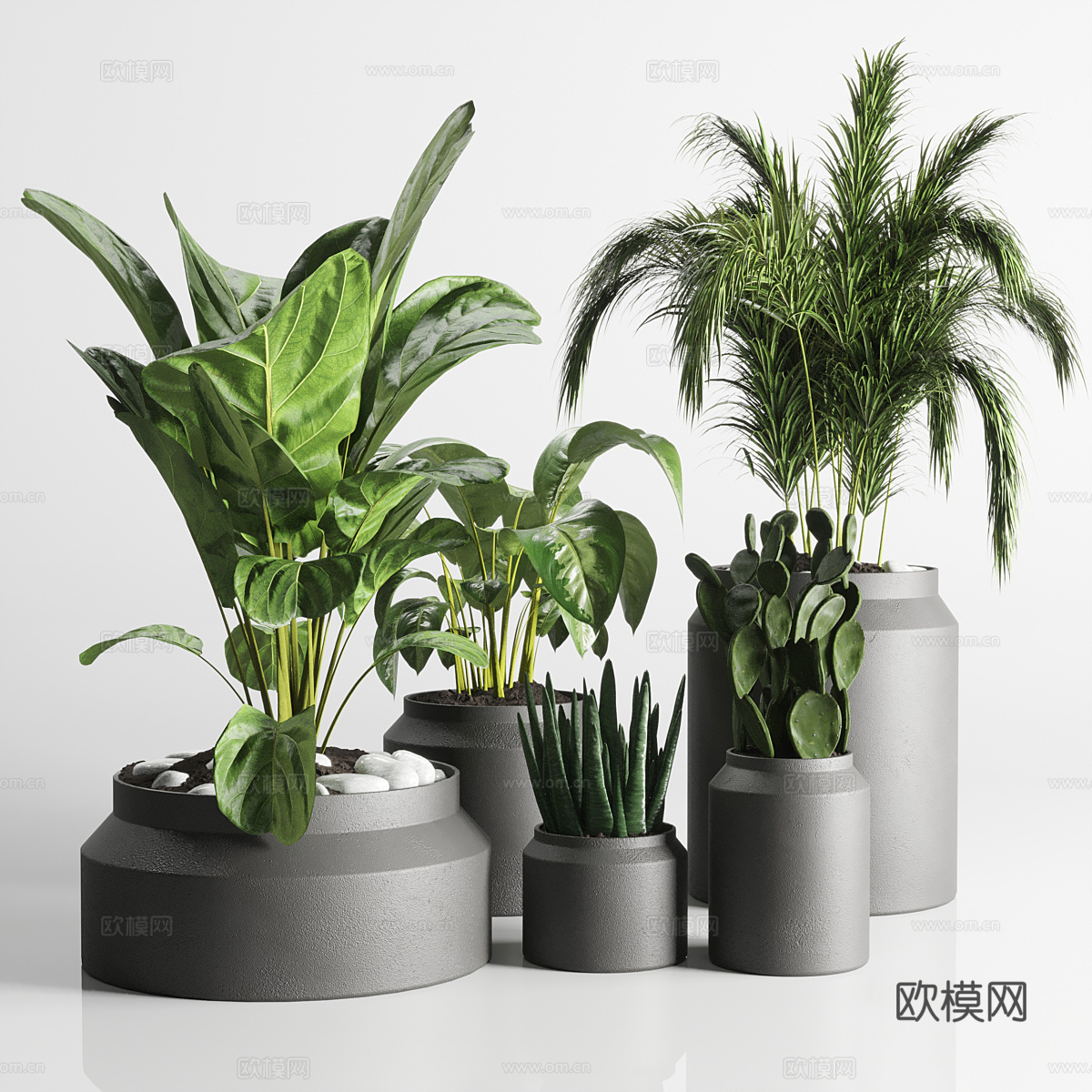 植物盆景 芦荟 虎皮兰3d模型