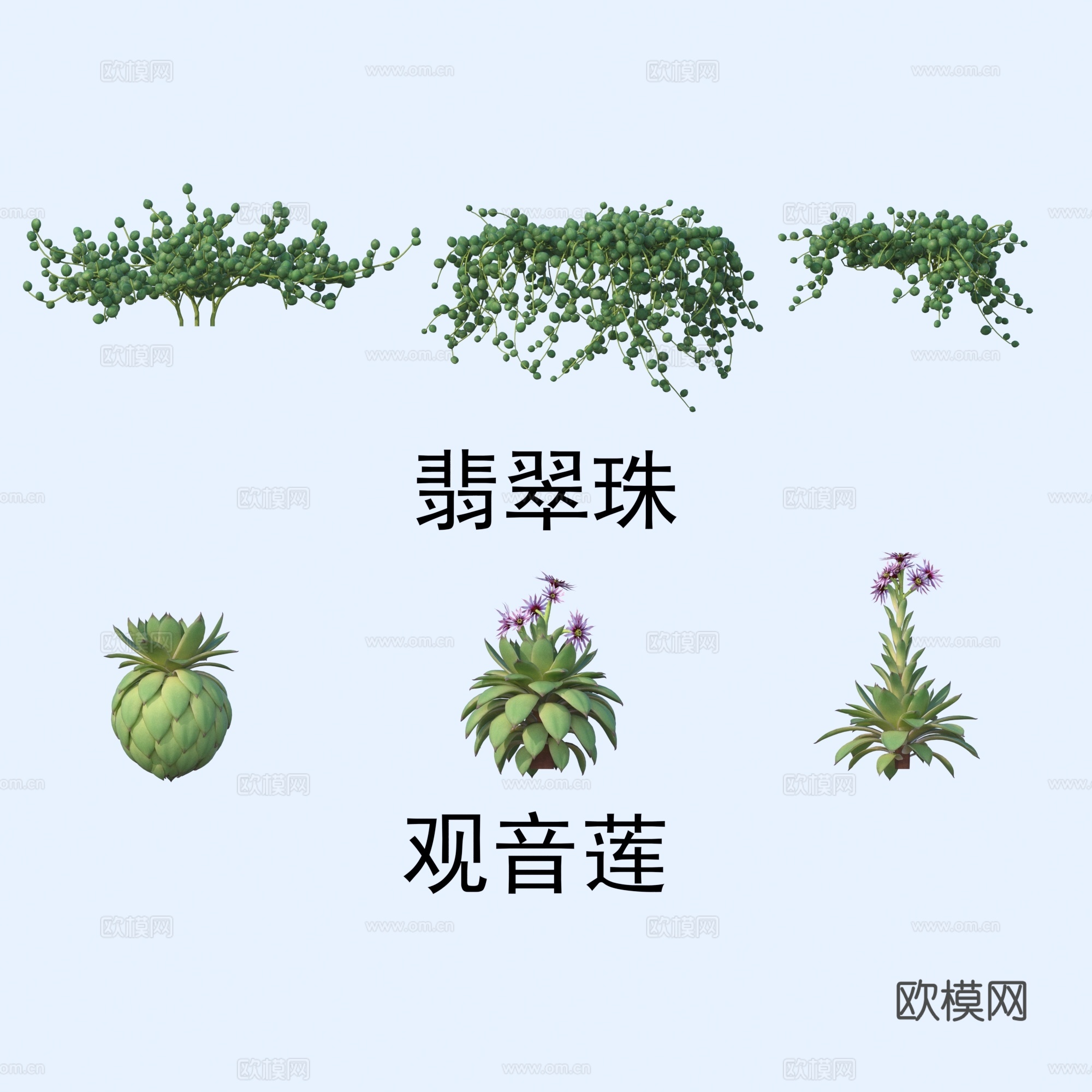 植物 花草 翡翠珠 观音莲3d模型