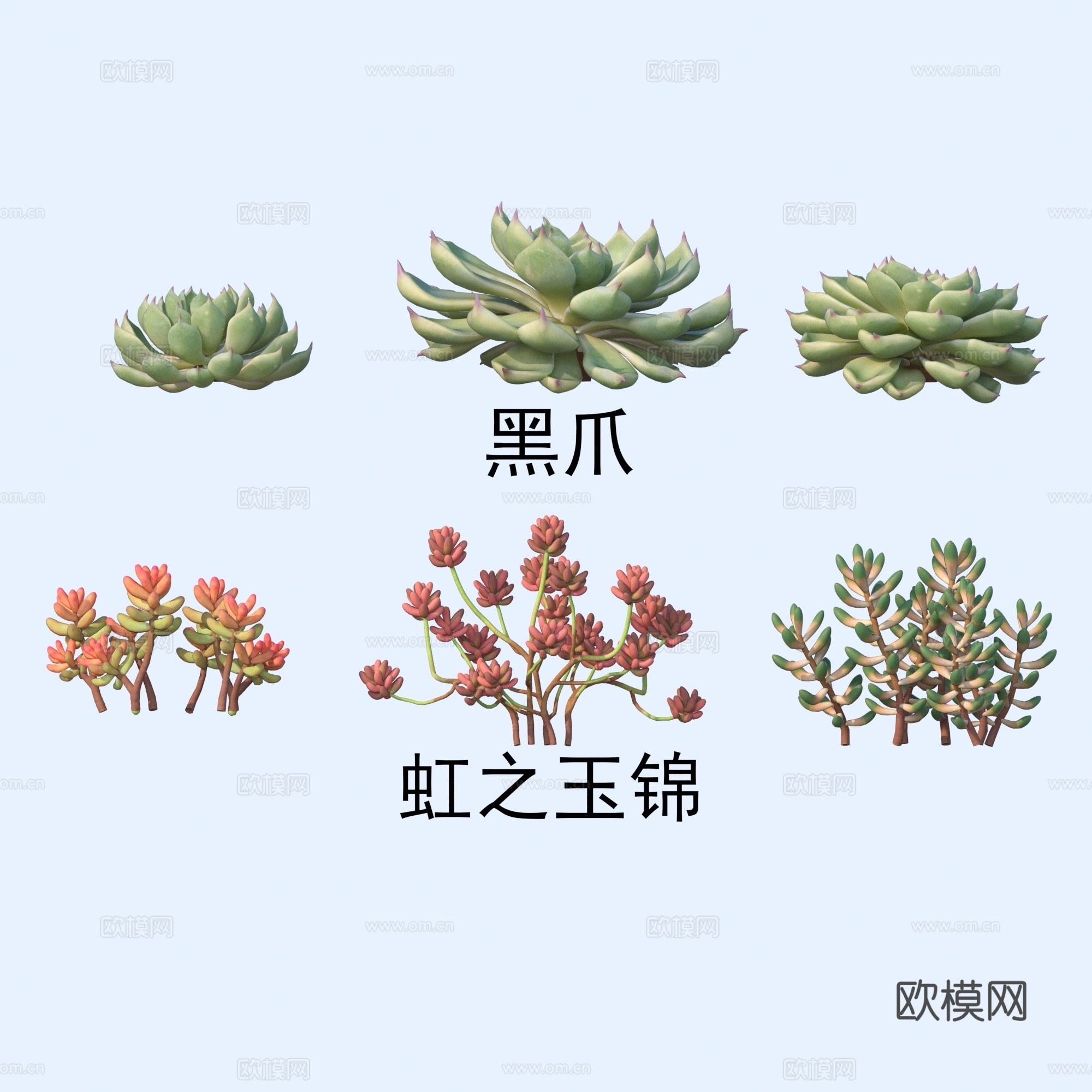 黑爪 虹之玉锦 多肉植物3d模型