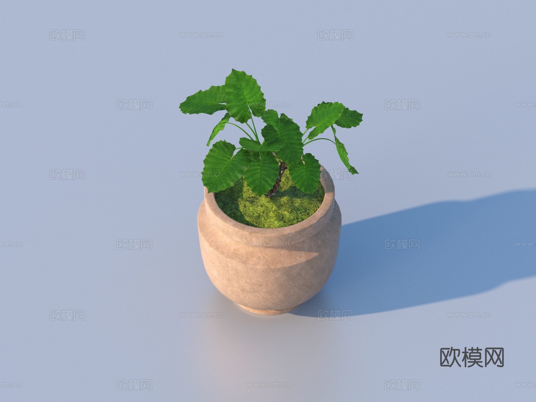 花盆 盆栽 绿植 植物3d模型