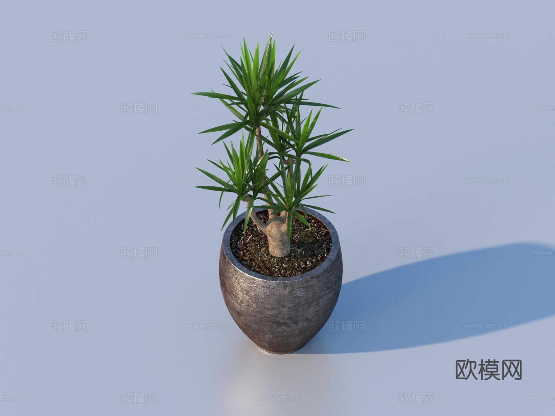 花盆 盆栽 绿植 植物3d模型