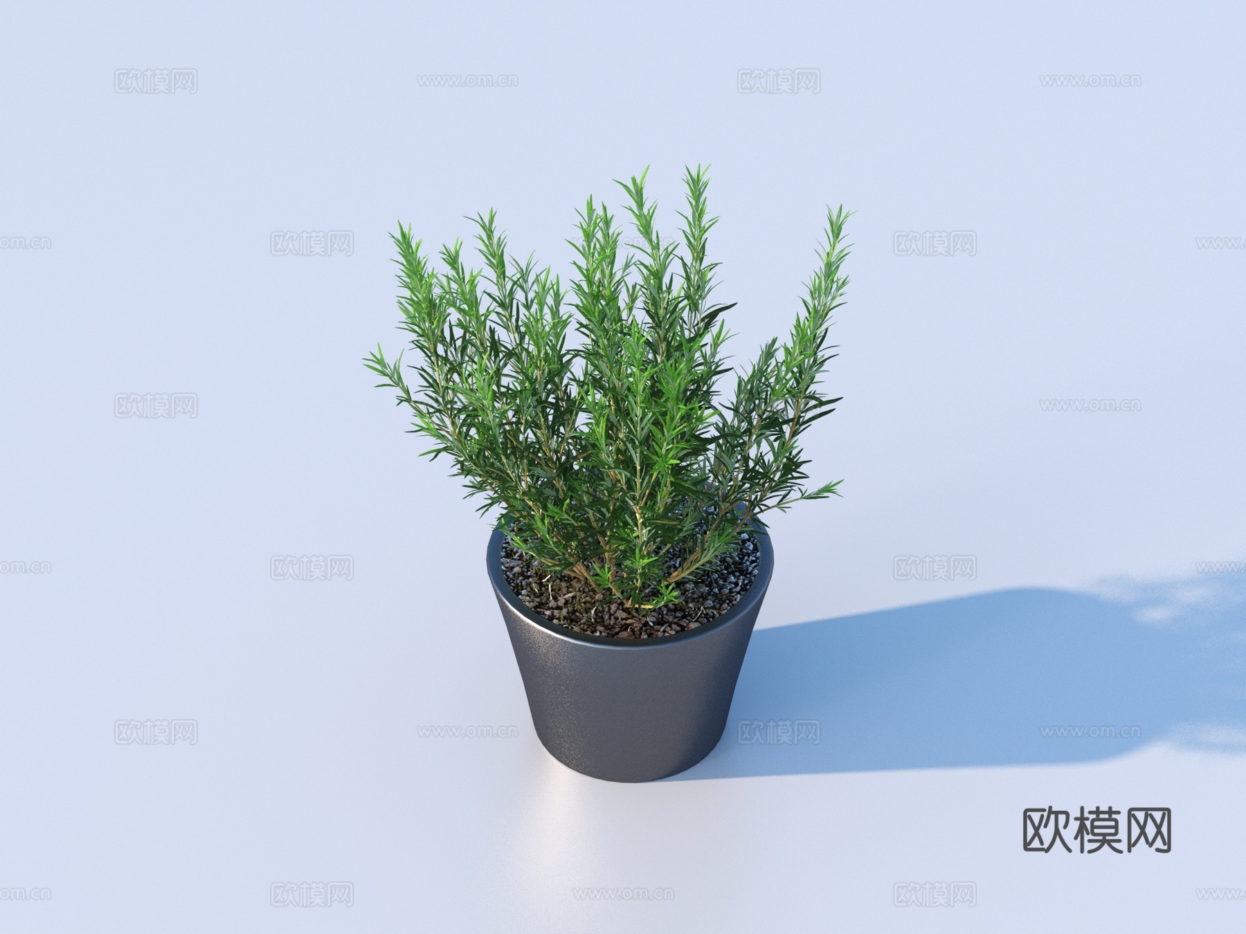 花盆 盆栽 绿植 植物3d模型