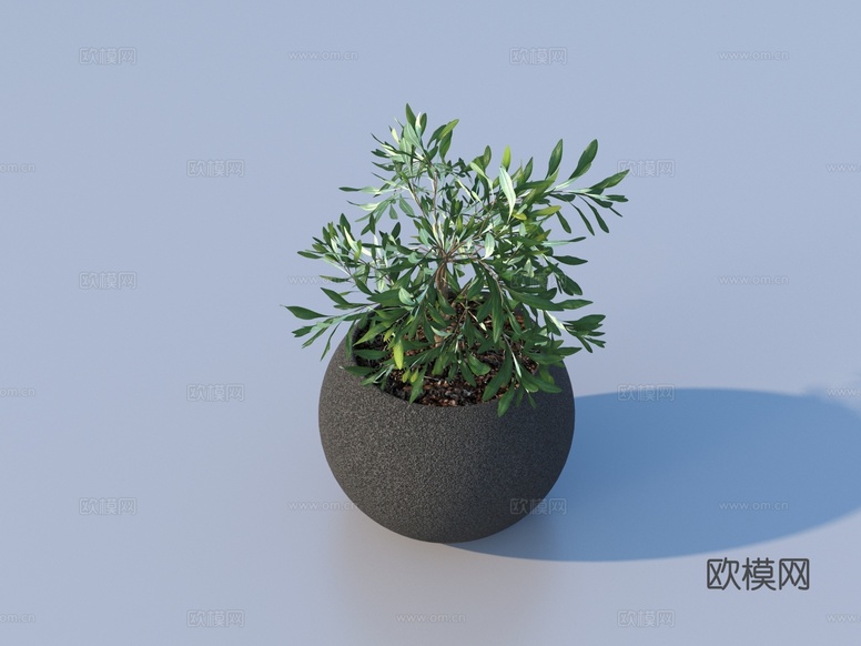 花盆 盆栽 绿植 植物3d模型下载
