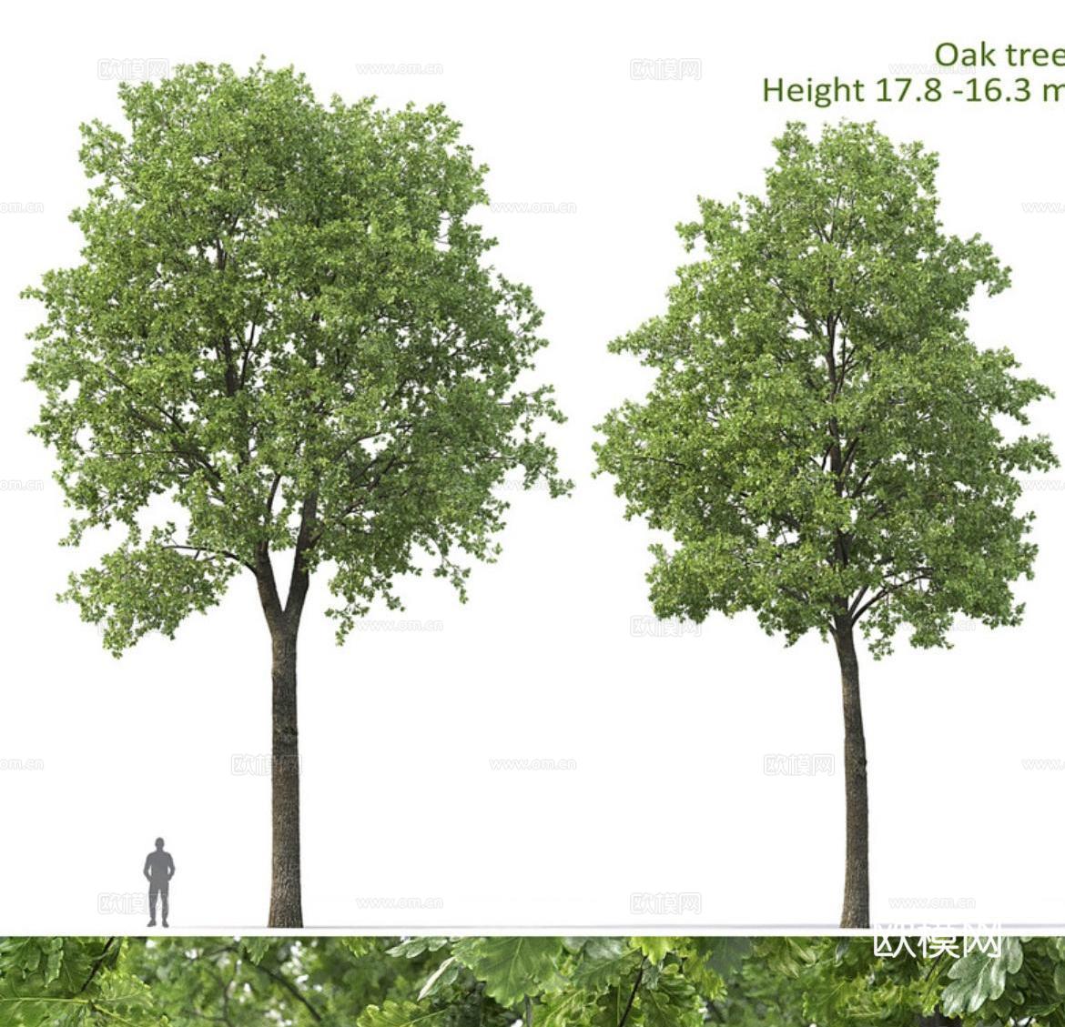 现代橡木 景观树 道路树 乔木 行道树 大树3d模型