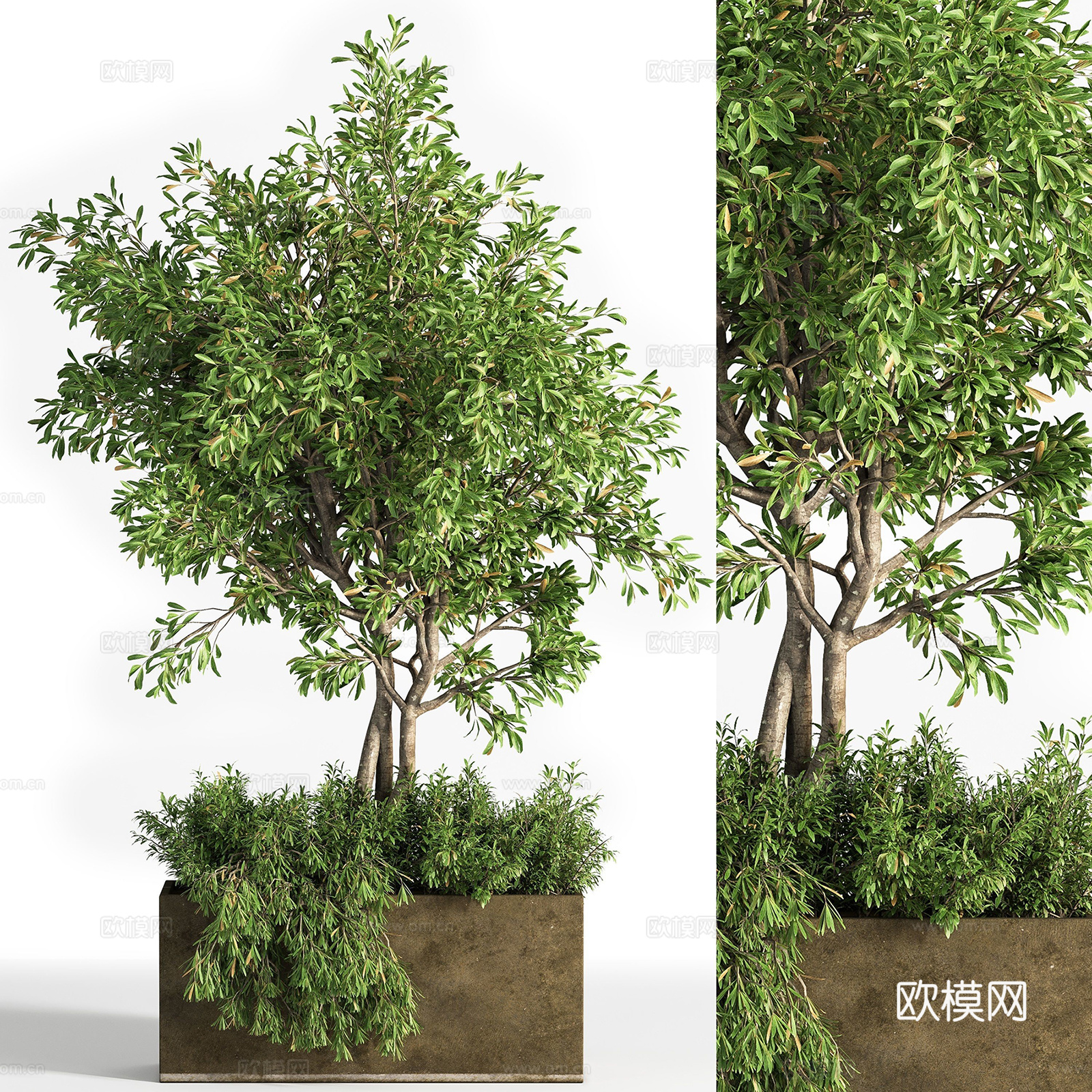 绿植盆栽 盆景3d模型