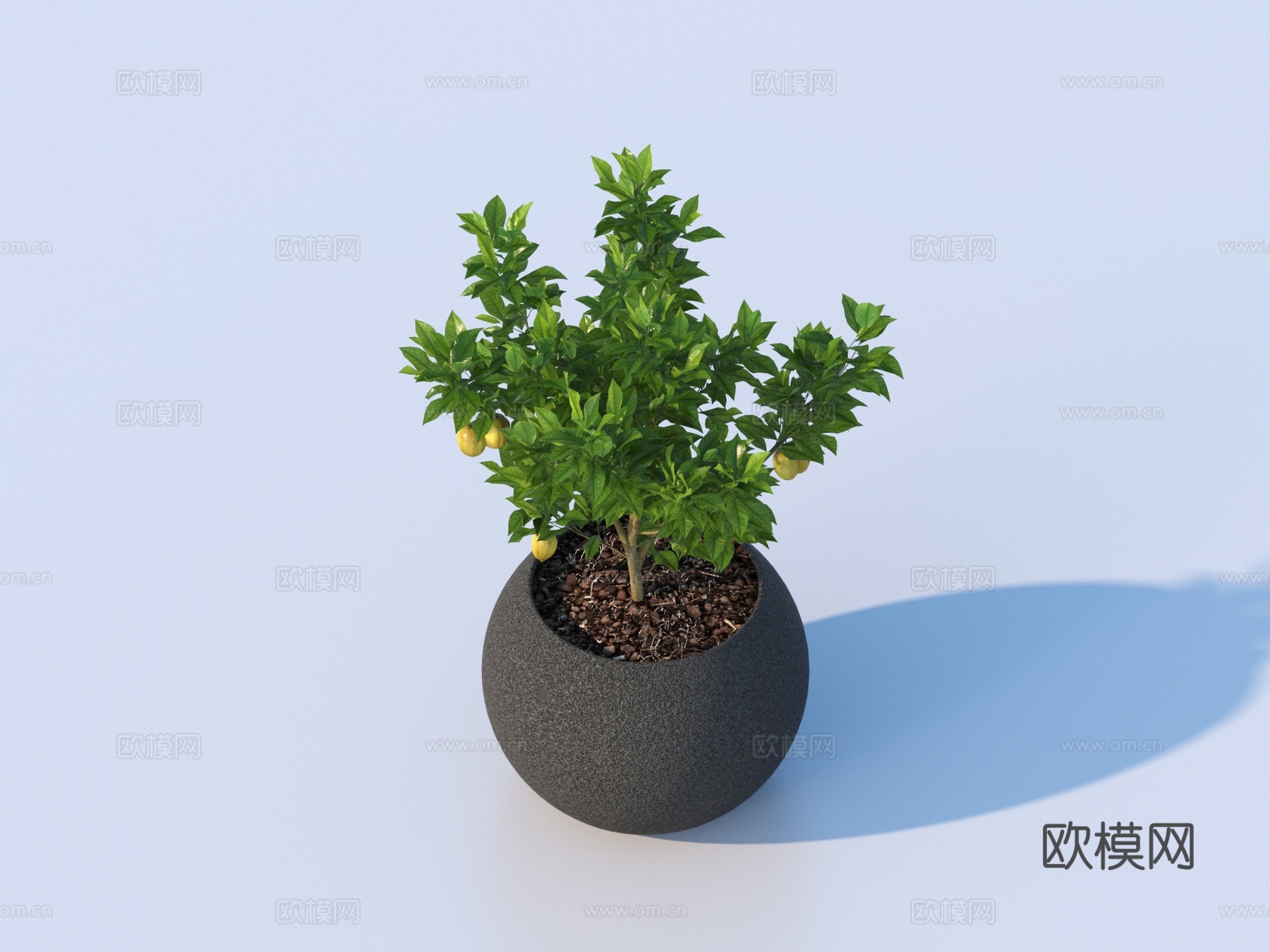 花盆 盆栽 绿植 植物3d模型