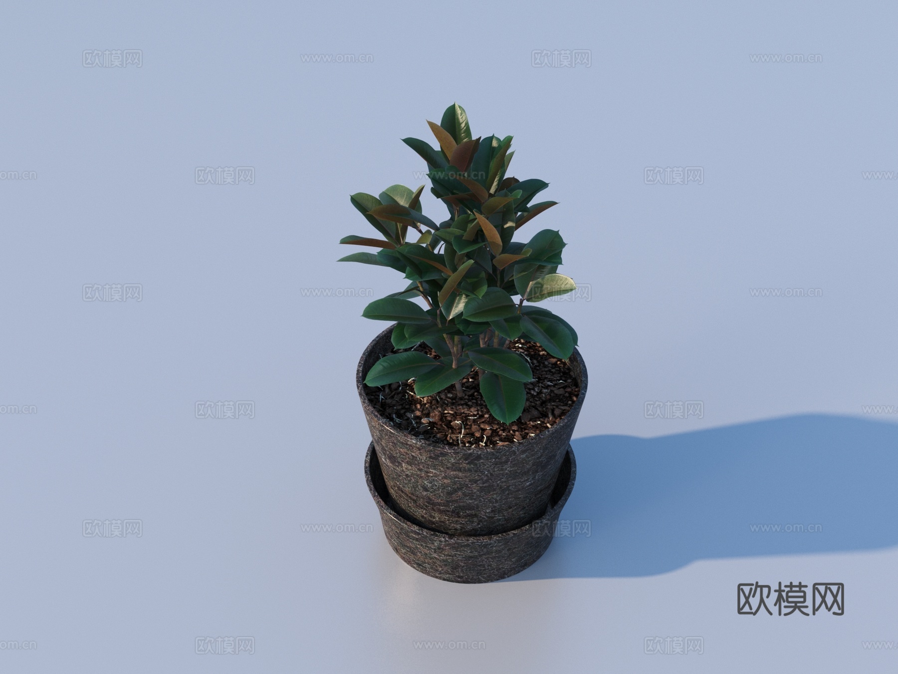 花盆 盆栽 绿植 植物3d模型