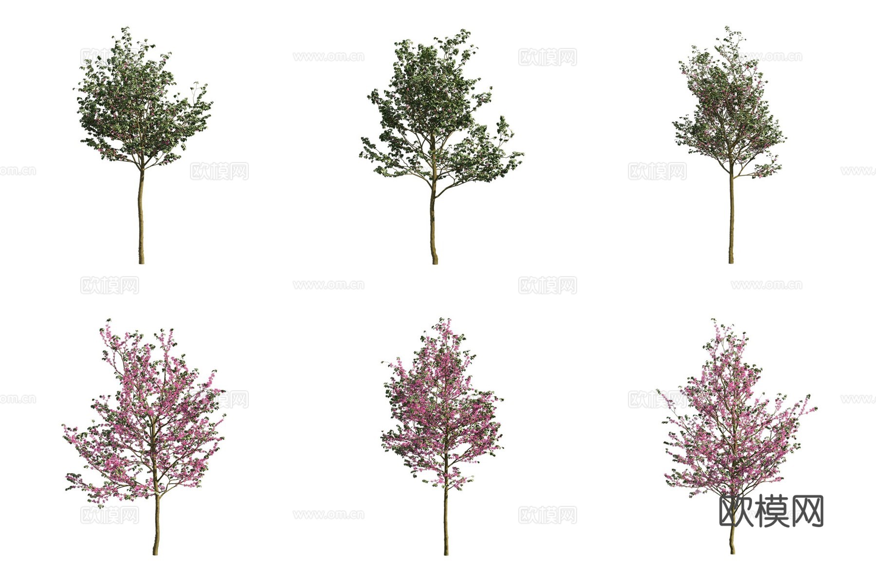 南欧紫荆花树 景观树3d模型