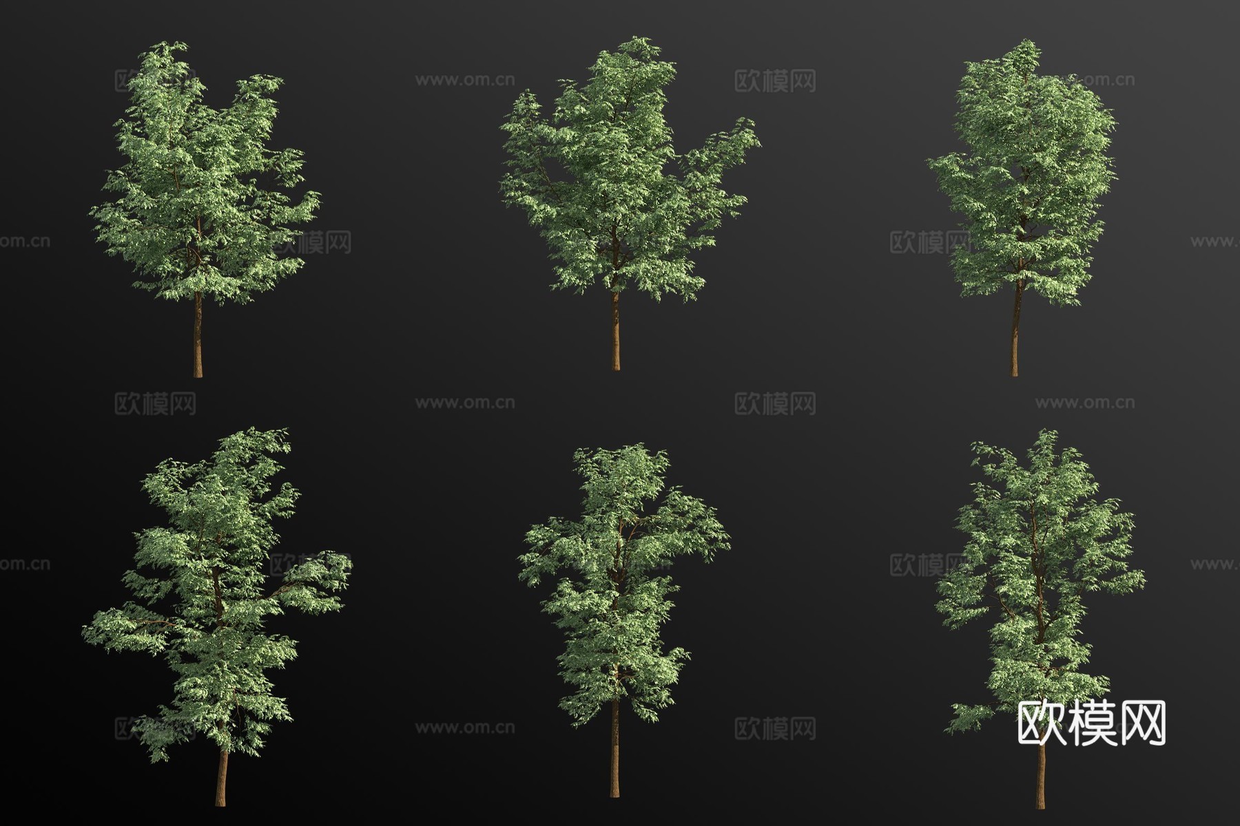 刺槐树 景观树3d模型