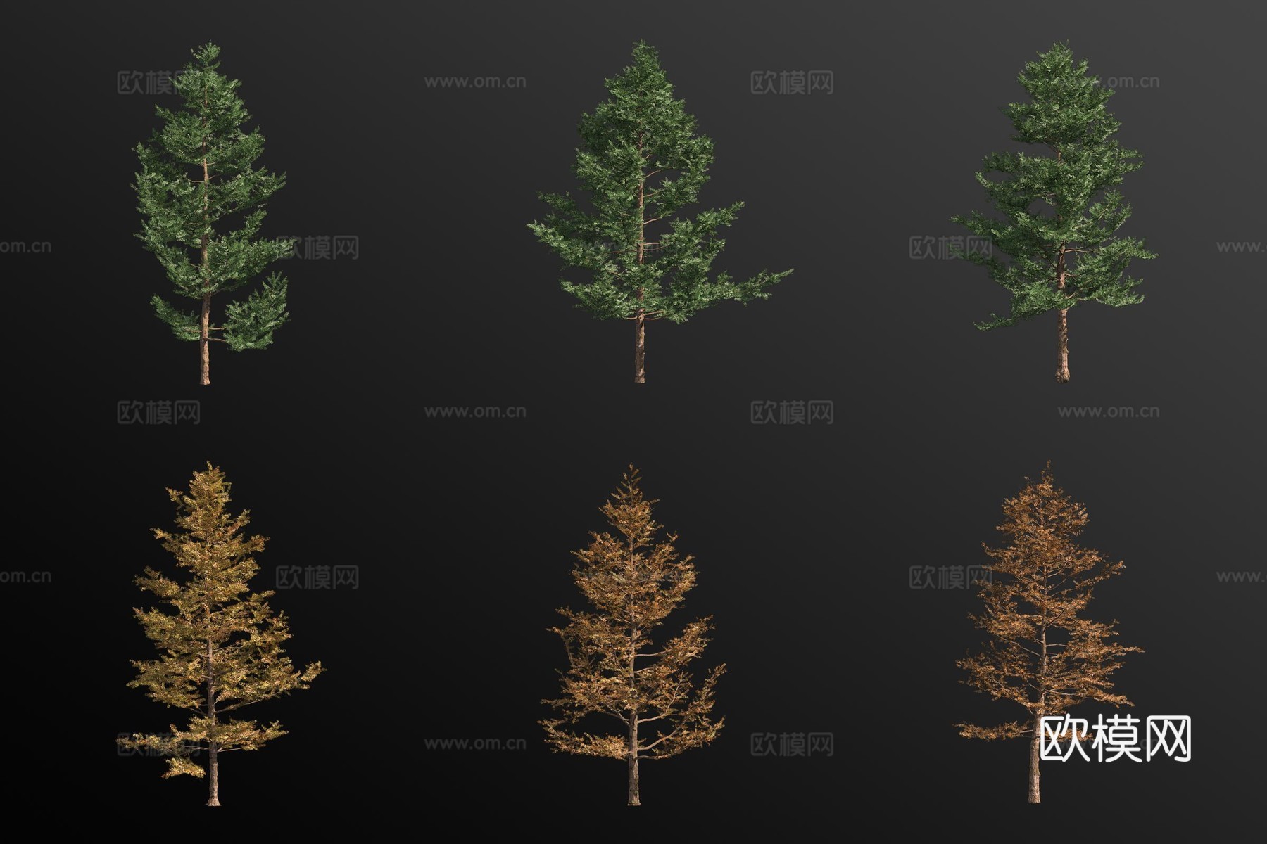 日本落叶松 松树 景观树3d模型