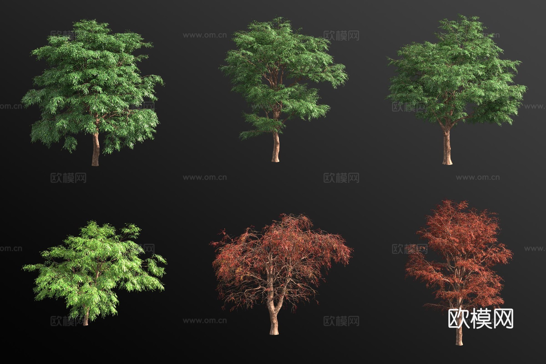 墨西哥落羽杉 景观树3d模型