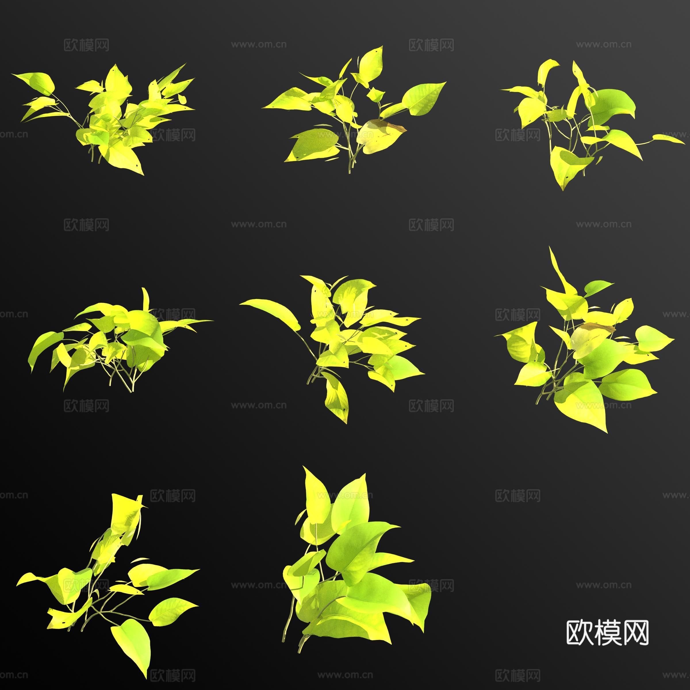 绿萝霓虹 绿植花草3d模型