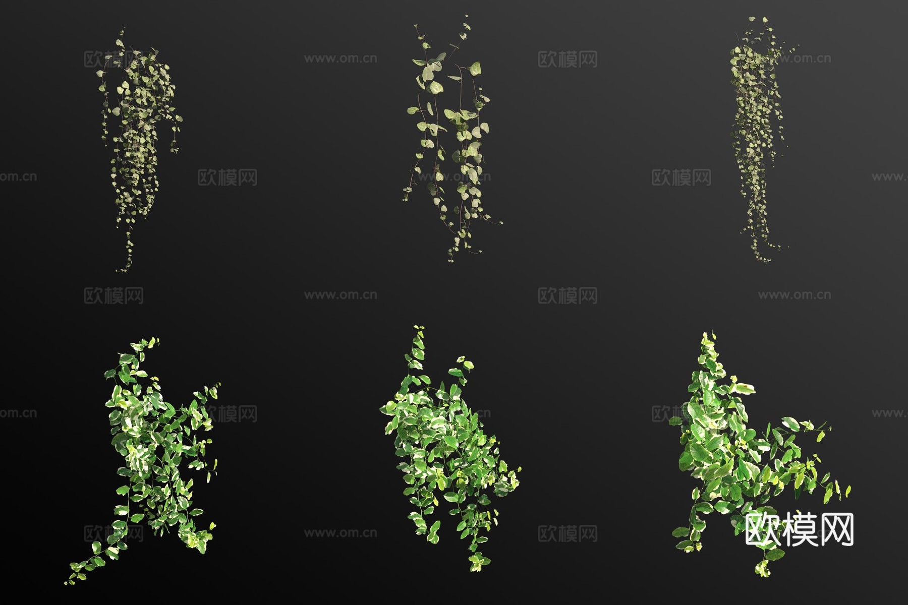 吊金钱花叶薜荔花草3d模型