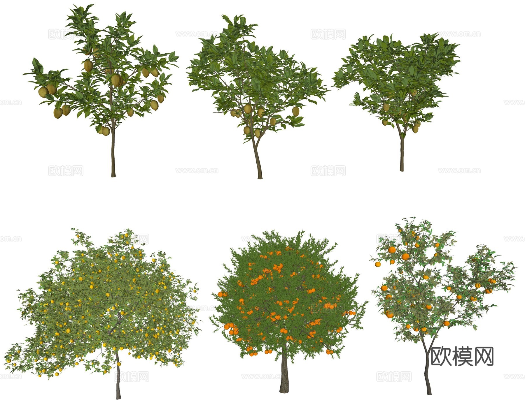 橘子树 柠檬树 景观树 桔子树su模型