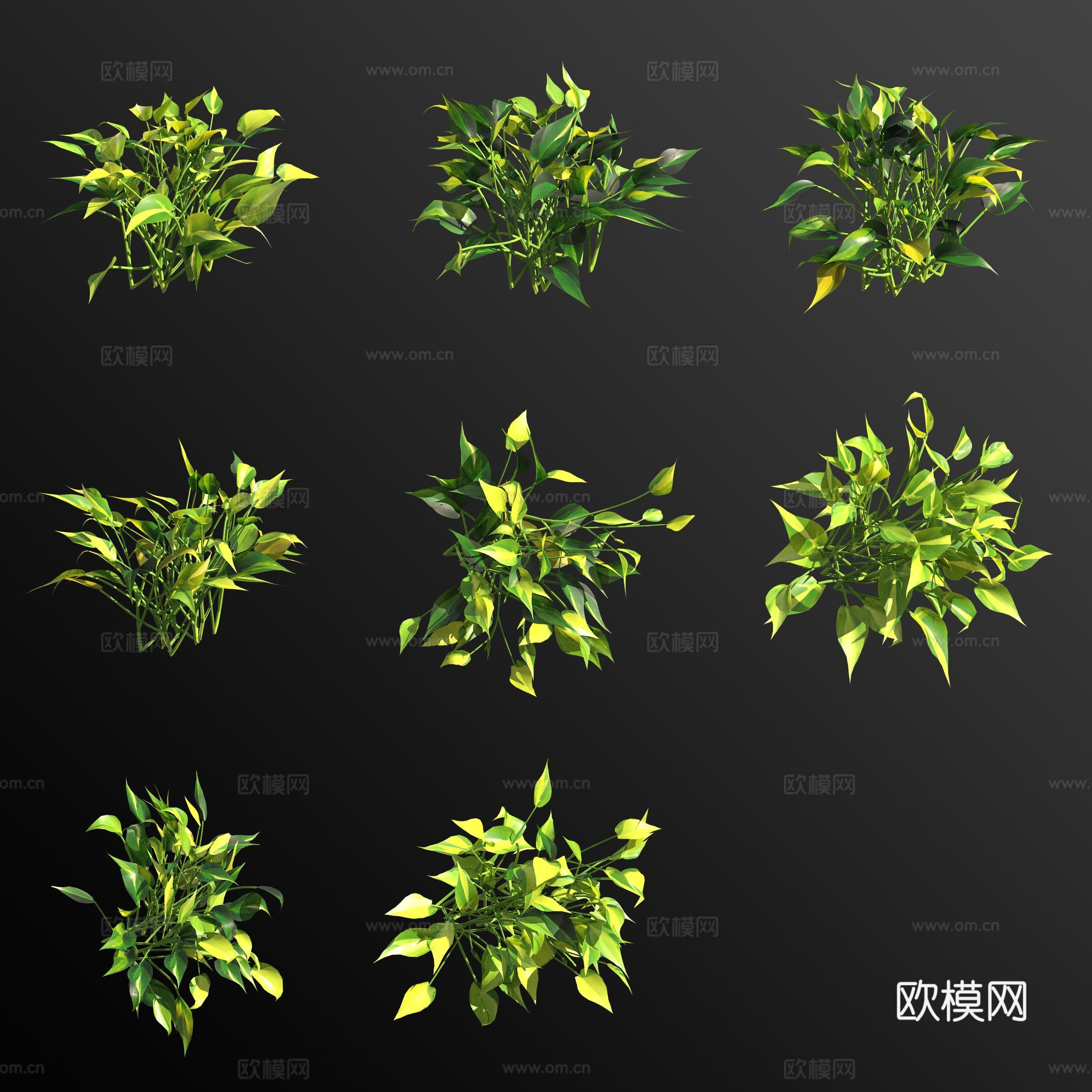 心叶蔓绿绒 绿植花草3d模型