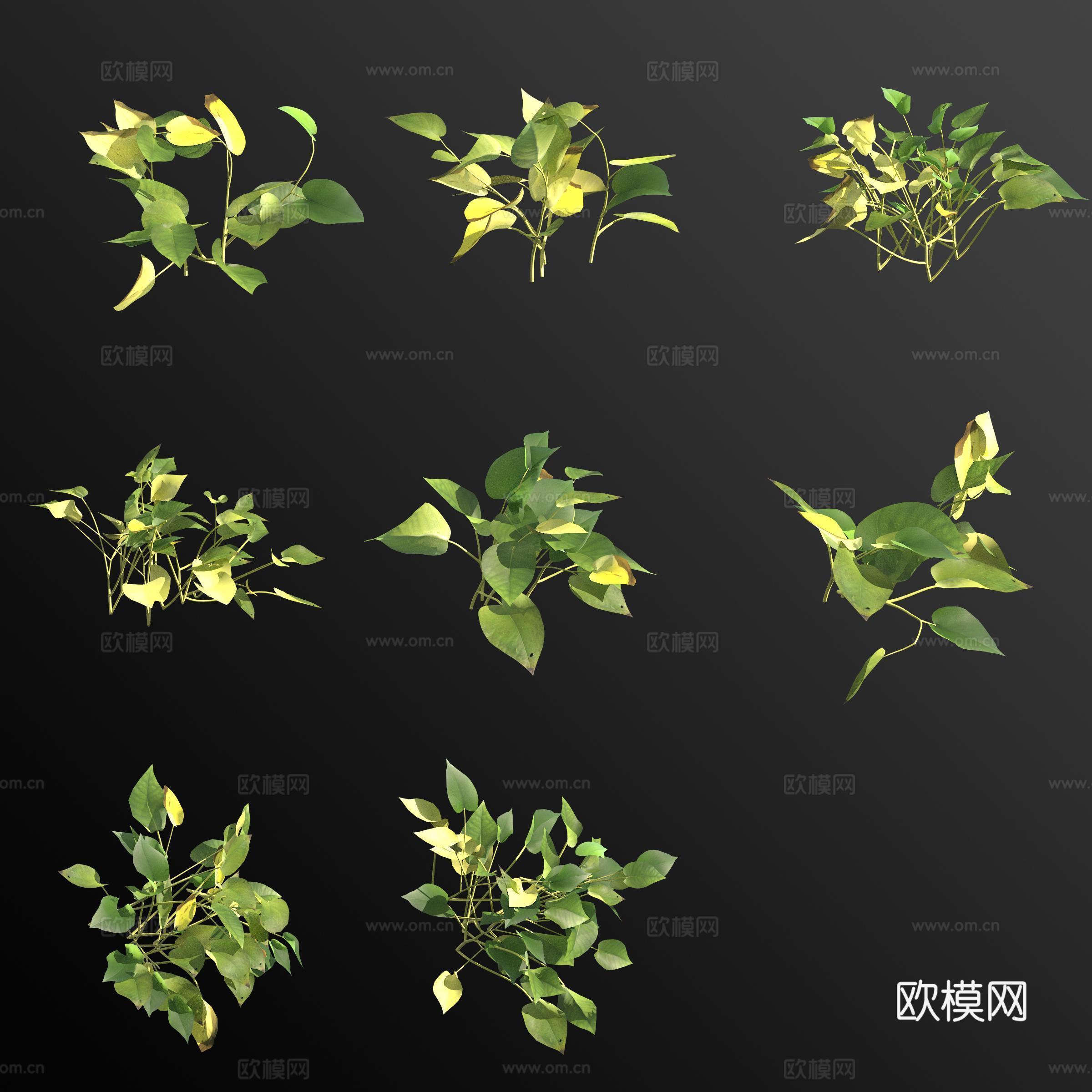 青叶绿萝 绿植花草3d模型