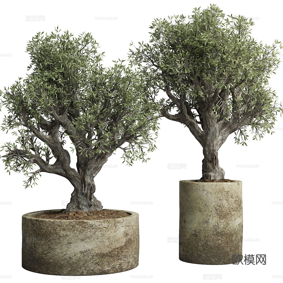 树 大树 盆栽 绿植树 古树 老树 花盆3d模型