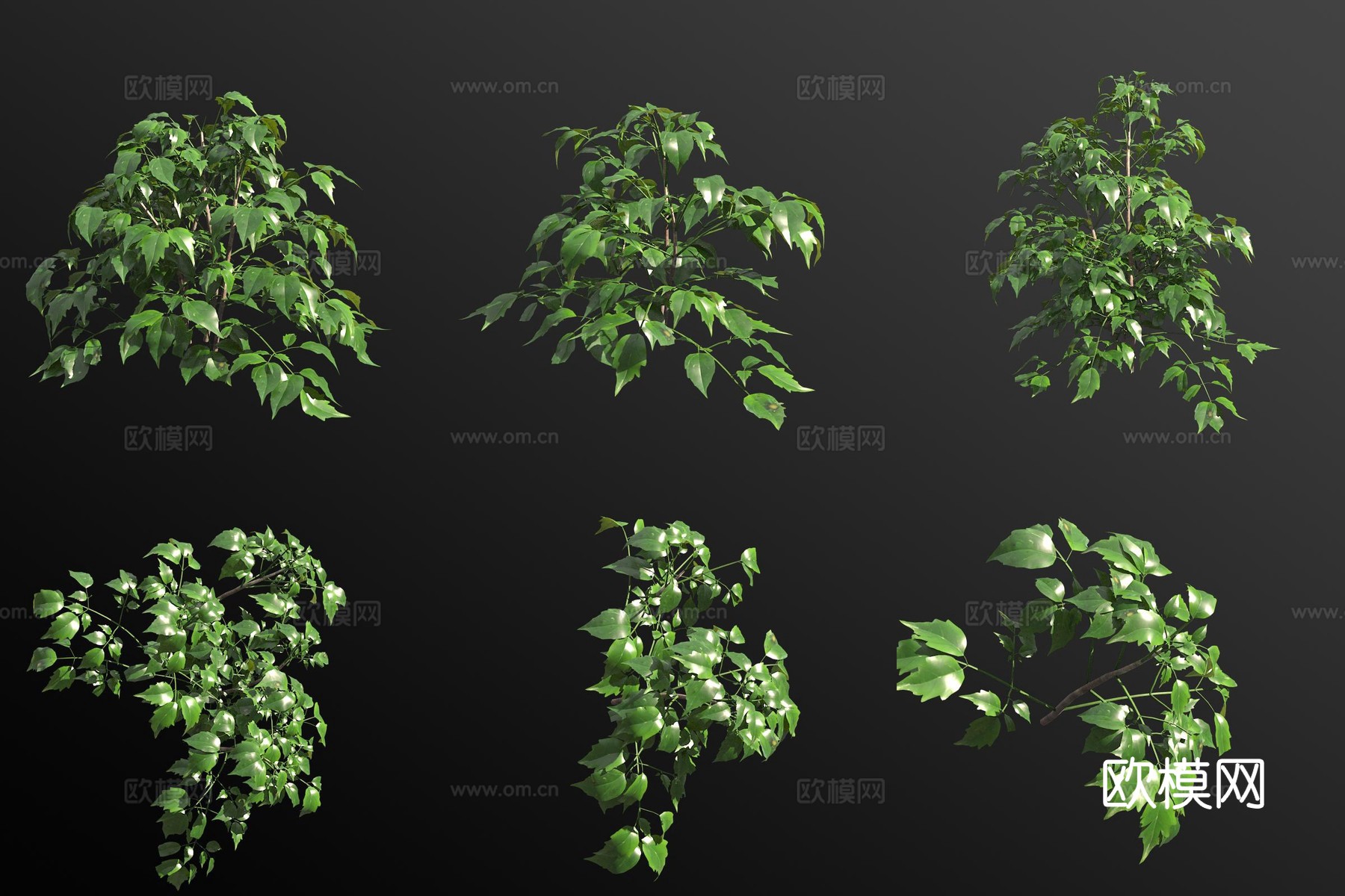 菜豆树绿植灌木3d模型