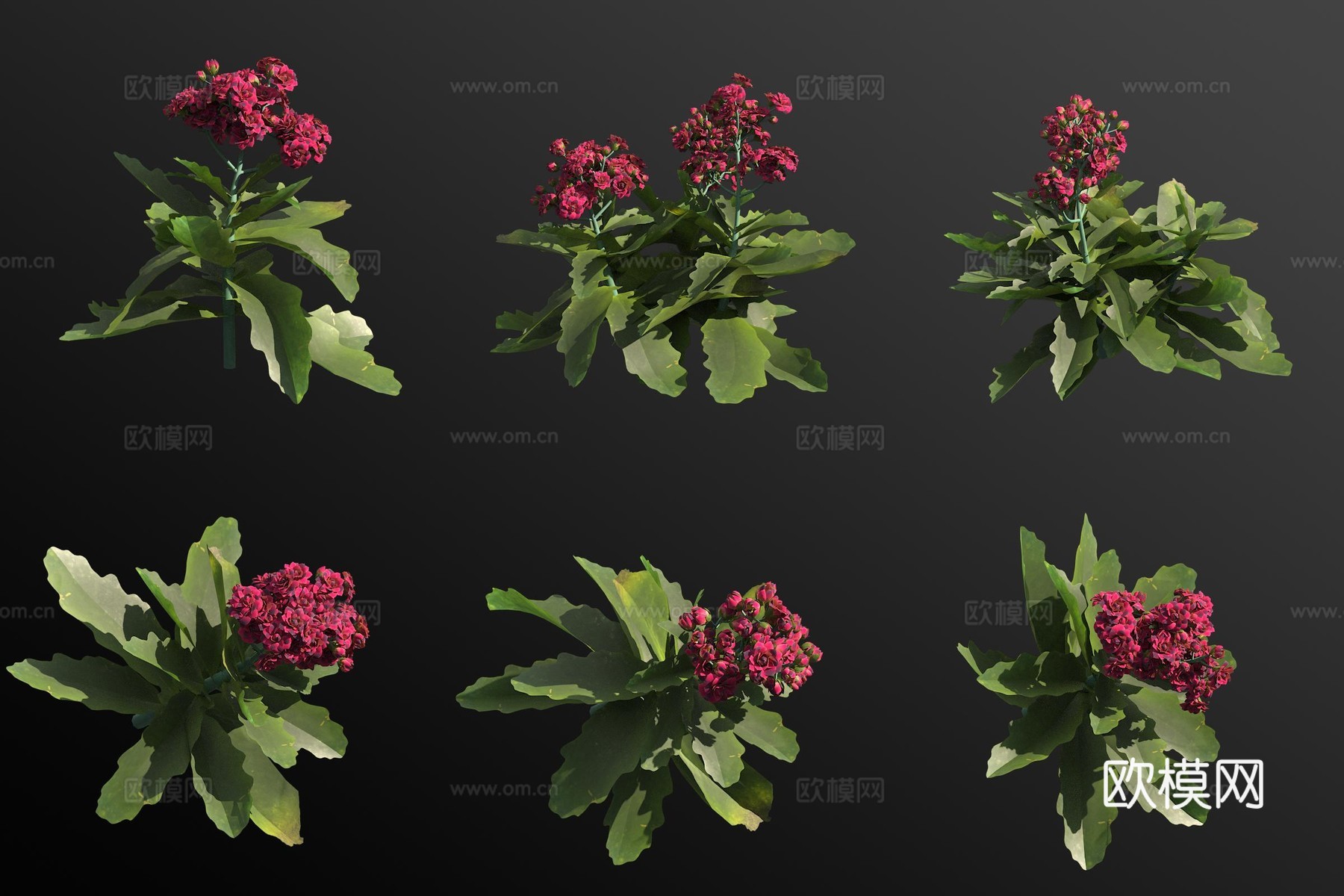 长寿花草绿植3d模型