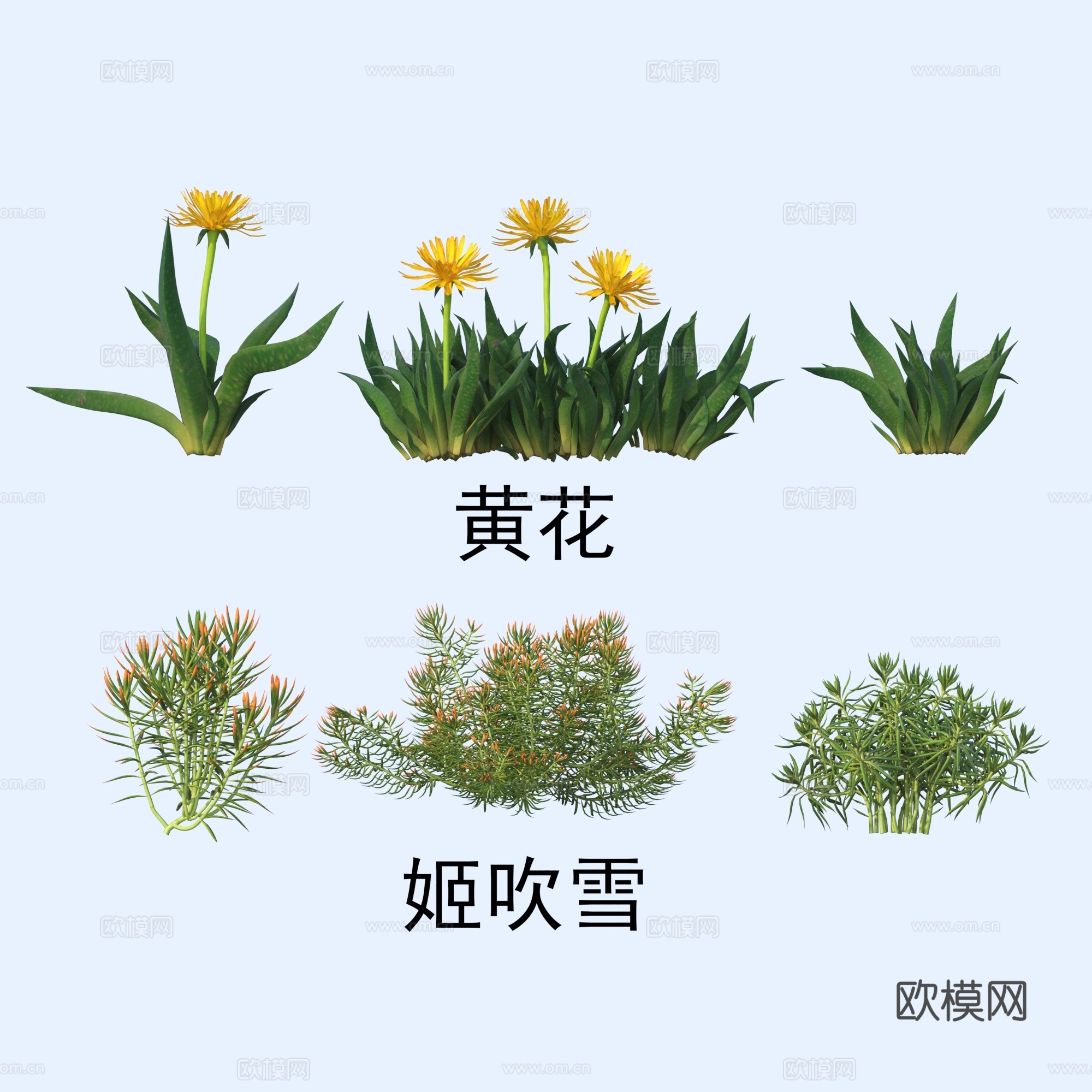 植物 花草 黄花 姬吹雪3d模型