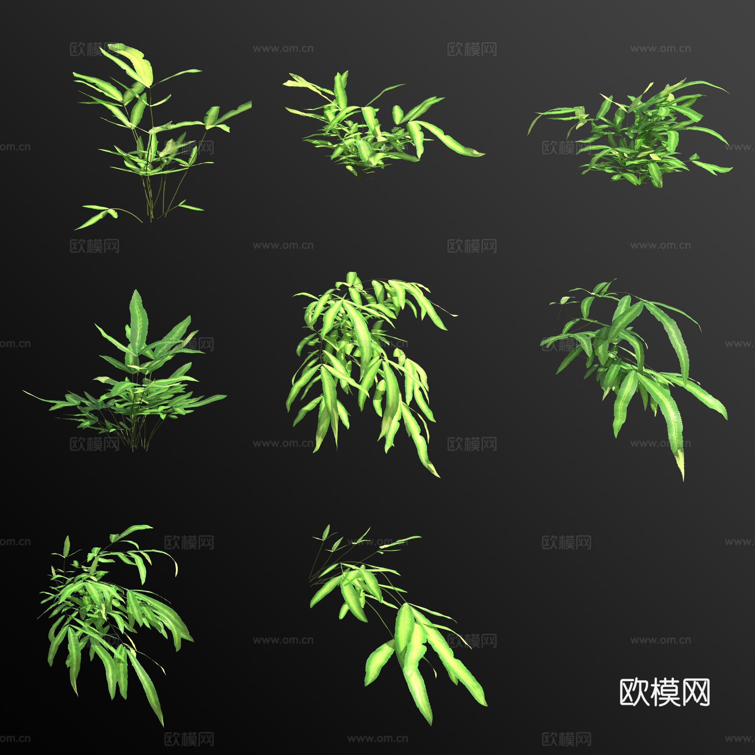 剑叶凤尾蕨花草3d模型