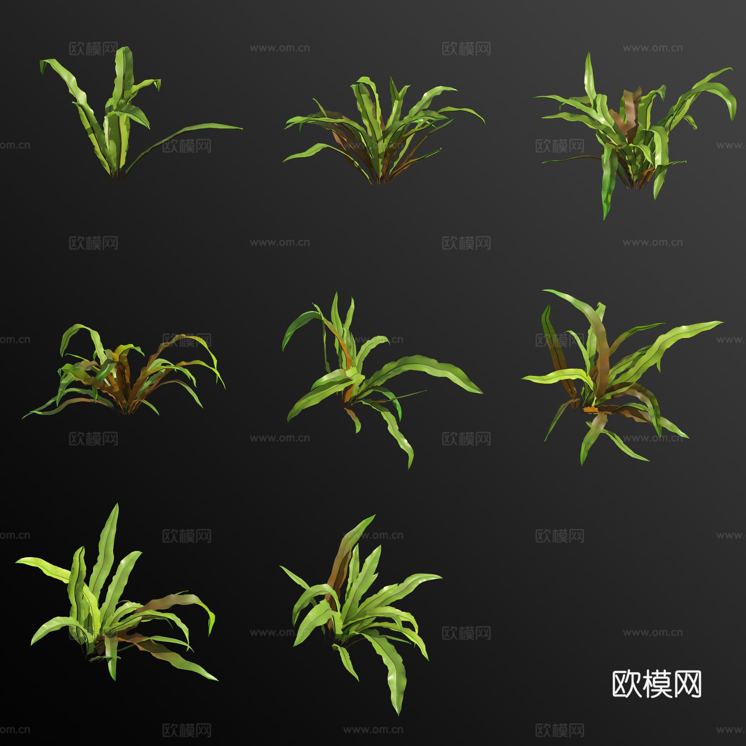 南洋巢蕨花草3d模型