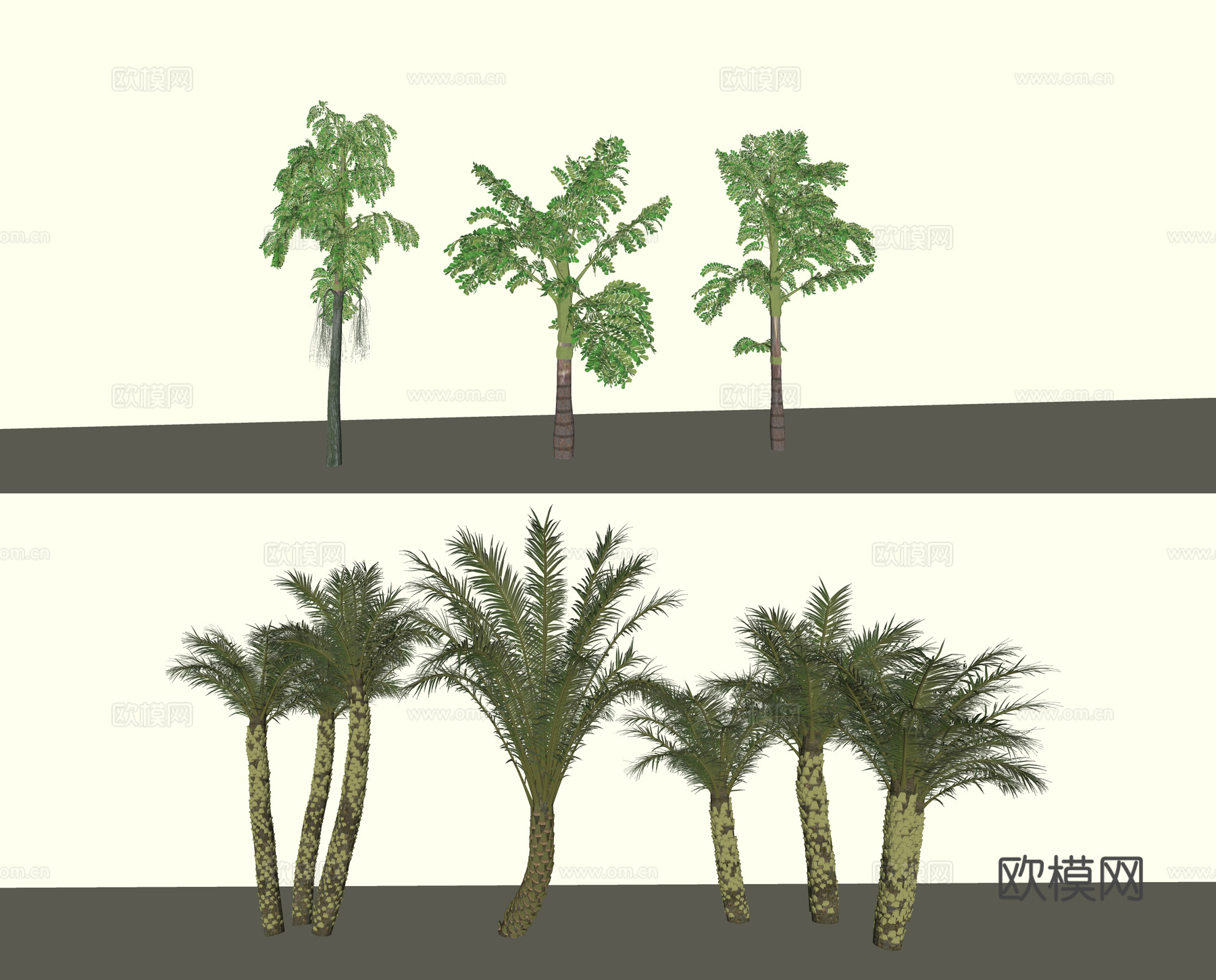 景观树 棕榈树 椰子树 棕树su模型