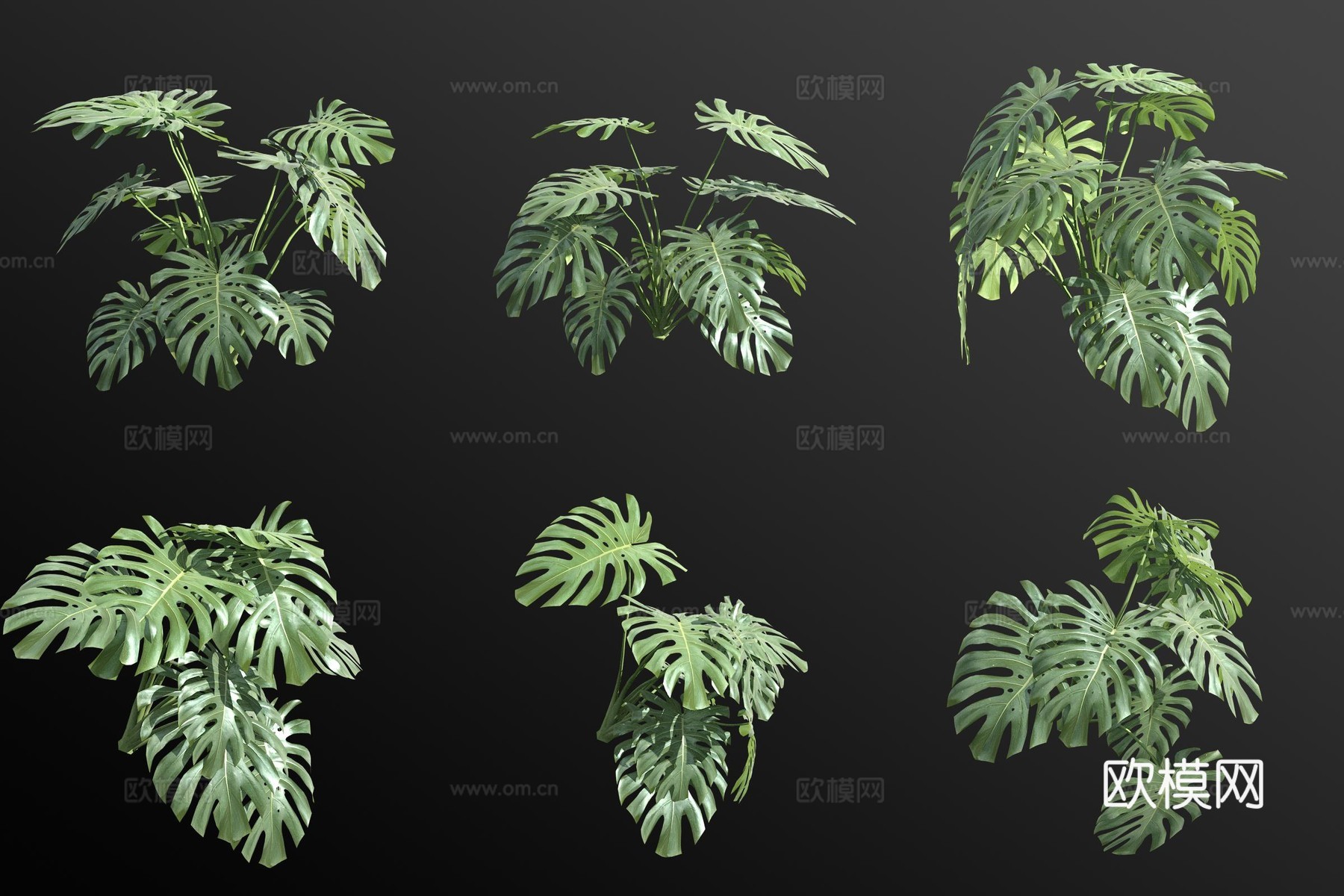 龟背竹 绿植 花草3d模型