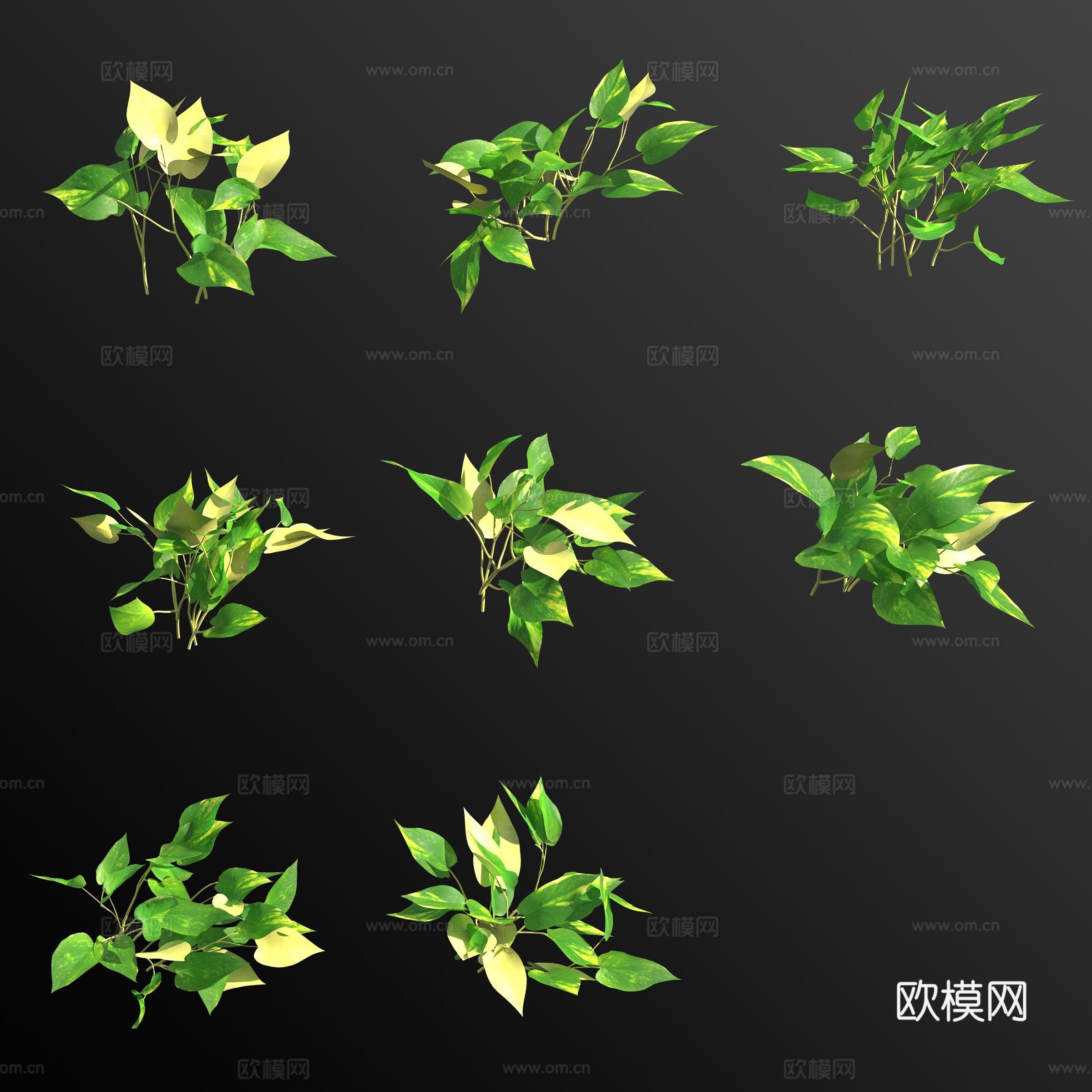 金边绿萝 绿植花草3d模型